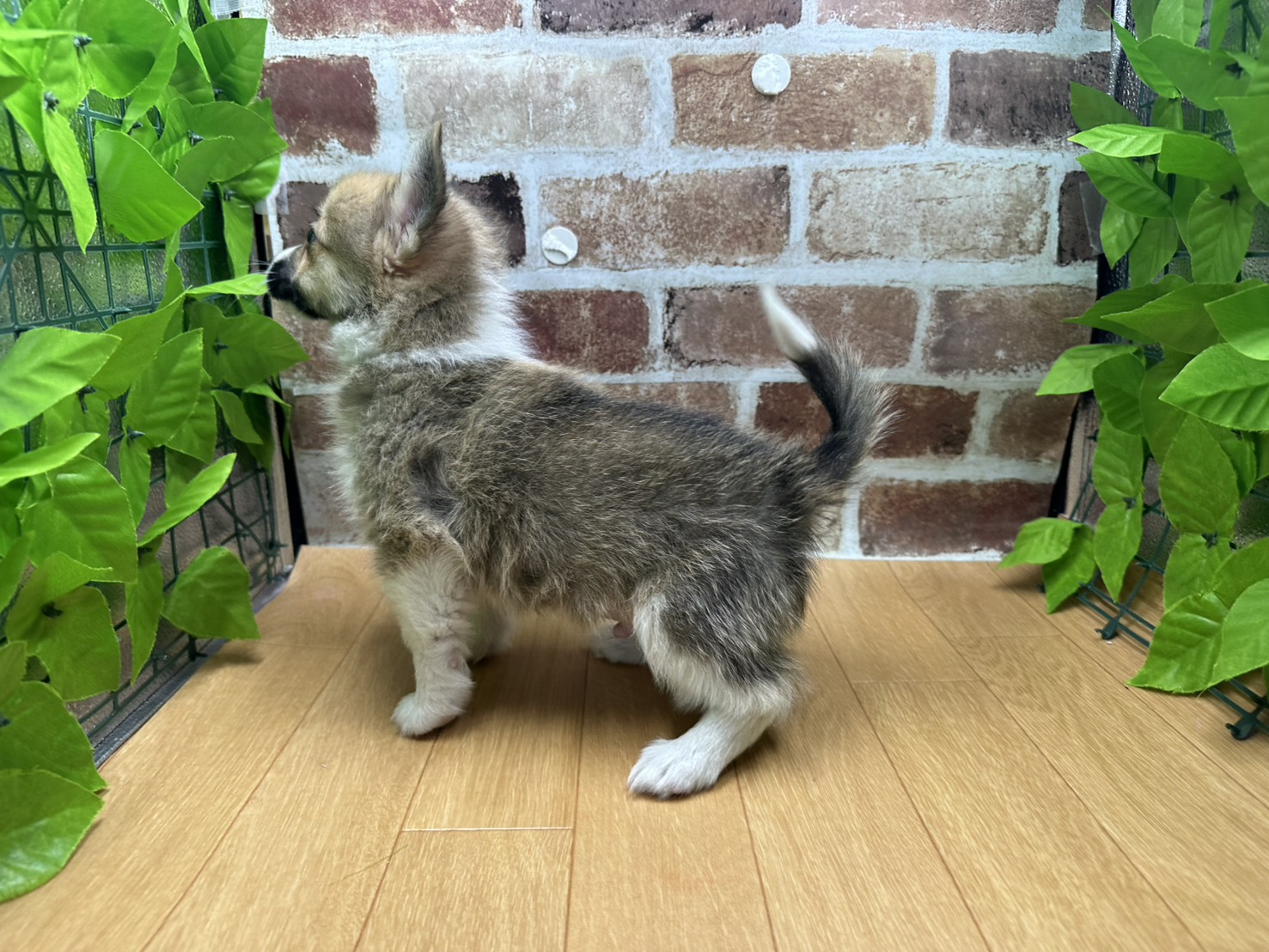 福島県のハーフ犬・ミックス犬 (ペッツワン白河モール店/2025年11月11日生まれ/男の子/ﾚｯﾄﾞ＆ﾎﾜｲﾄ)の子犬の3枚目の画像