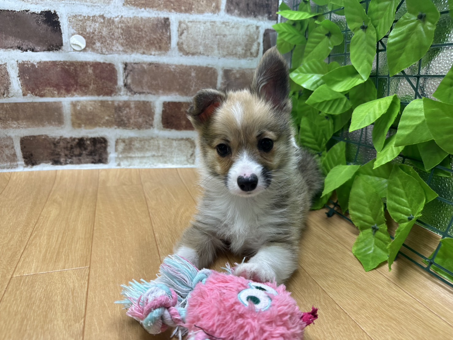 福島県のハーフ犬・ミックス犬 (ペッツワン白河モール店/2025年11月11日生まれ/男の子/ﾚｯﾄﾞ＆ﾎﾜｲﾄ)の子犬の1枚目の画像