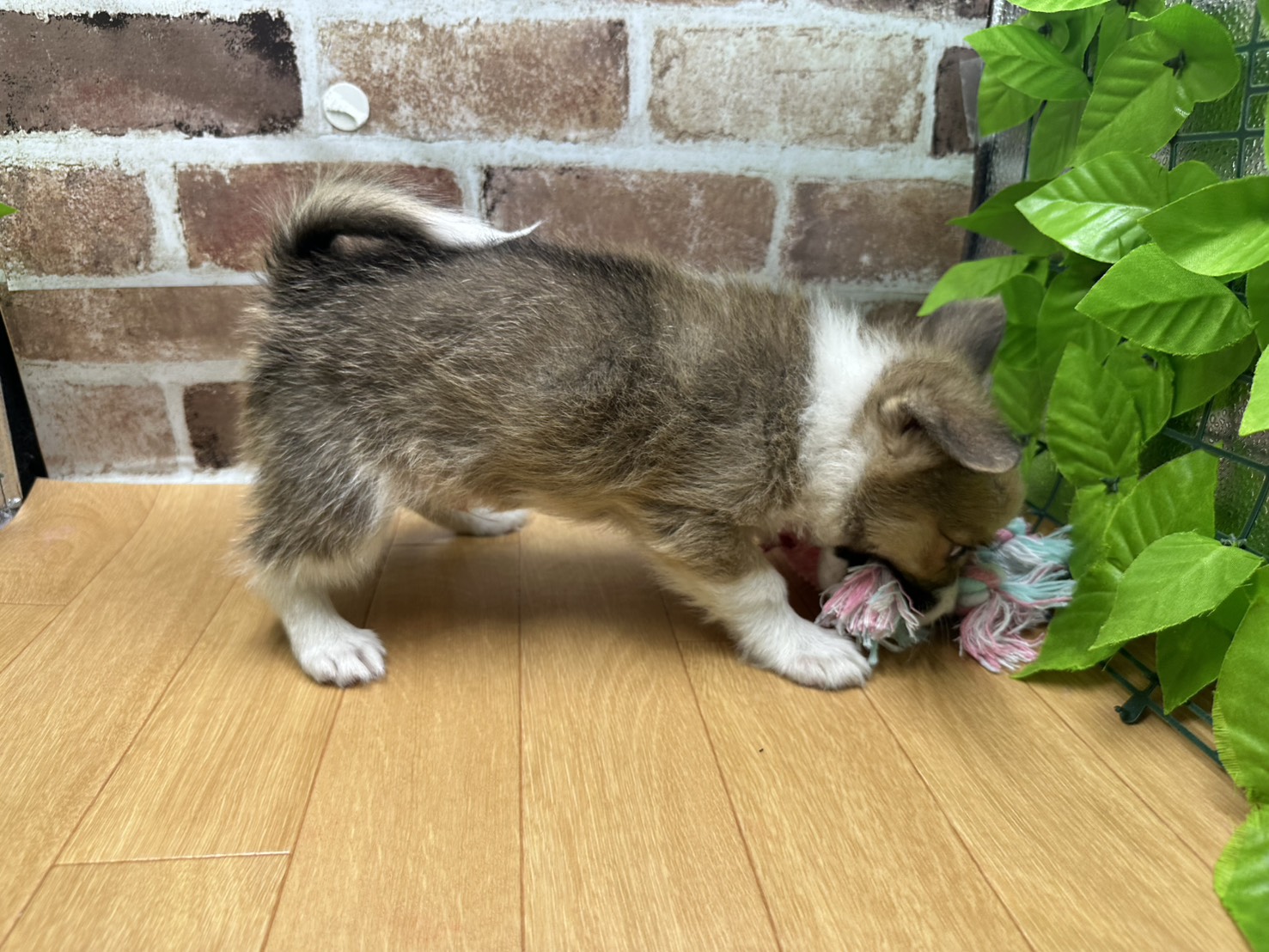 福島県のハーフ犬・ミックス犬 (ペッツワン白河モール店/2025年11月11日生まれ/男の子/ﾚｯﾄﾞ＆ﾎﾜｲﾄ)の子犬の2枚目の画像