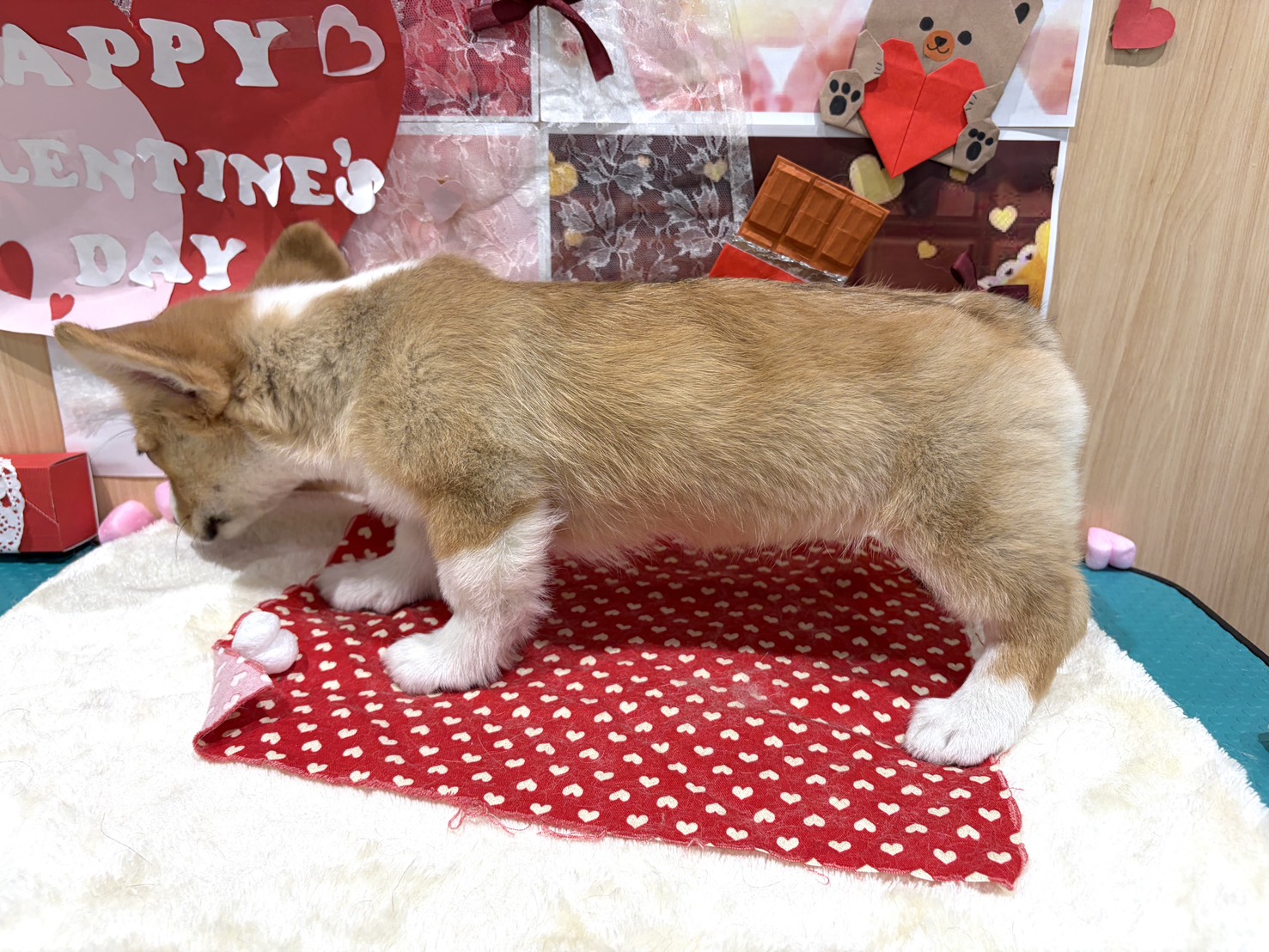 福島県のウェルシュコーギーペンブローク (ペッツワン会津若松店/2025年11月15日生まれ/女の子/セーブルホワイト)の子犬の3枚目の画像