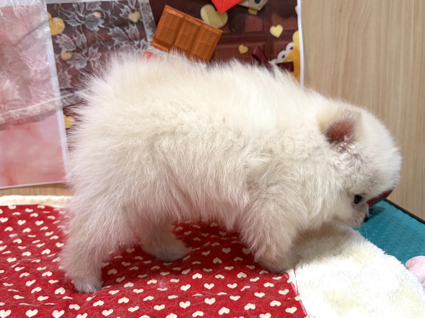 福島県のポメラニアン (ペッツワン会津若松店/2025年12月5日生まれ/男の子/クリーム)の子犬の2枚目の画像