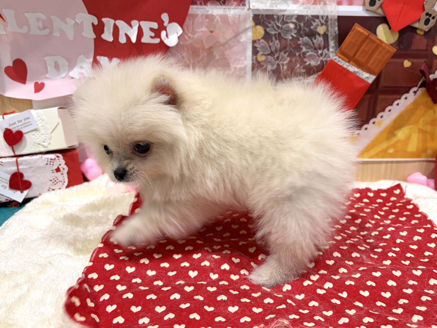 福島県のポメラニアン (ペッツワン会津若松店/2025年12月5日生まれ/男の子/クリーム)の子犬の3枚目の画像