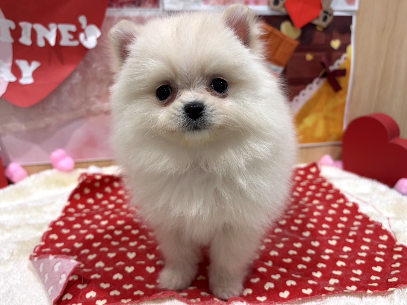 福島県のポメラニアン (ペッツワン会津若松店/2025年12月5日生まれ/男の子/クリーム)の子犬の1枚目の画像