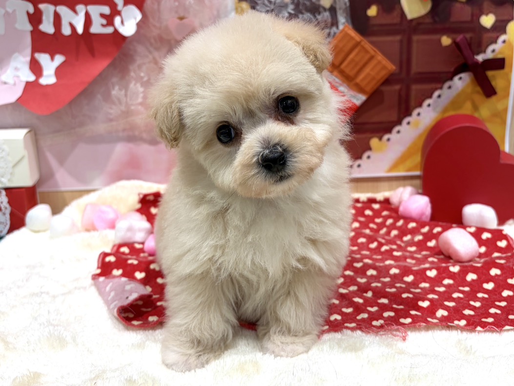 2025年11月25日生まれのハーフ犬・ミックス犬