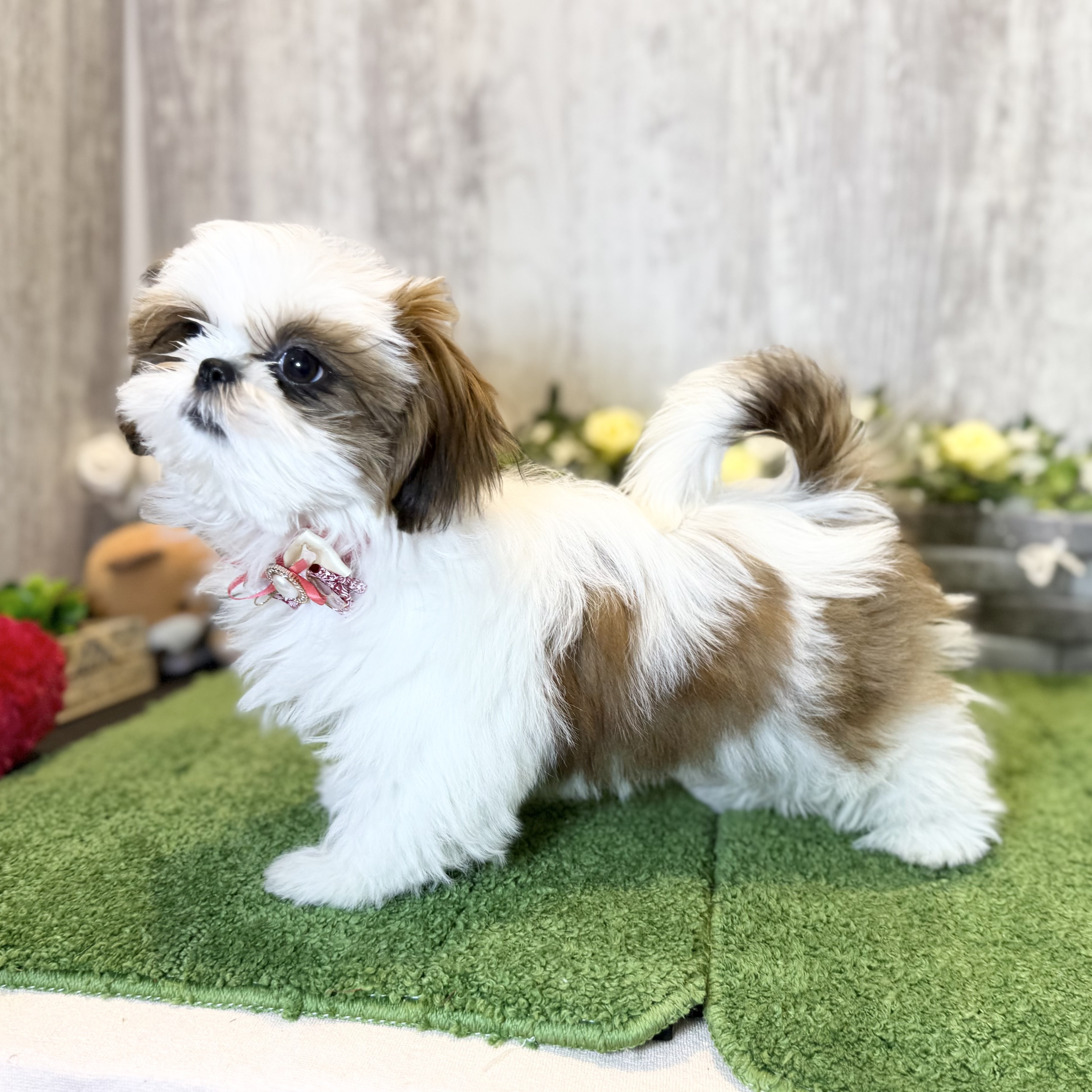 兵庫県のシーズー (ペッツワン姫路大津店/2025年10月1日生まれ/女の子/ホワイトゴールド)の子犬の2枚目の画像