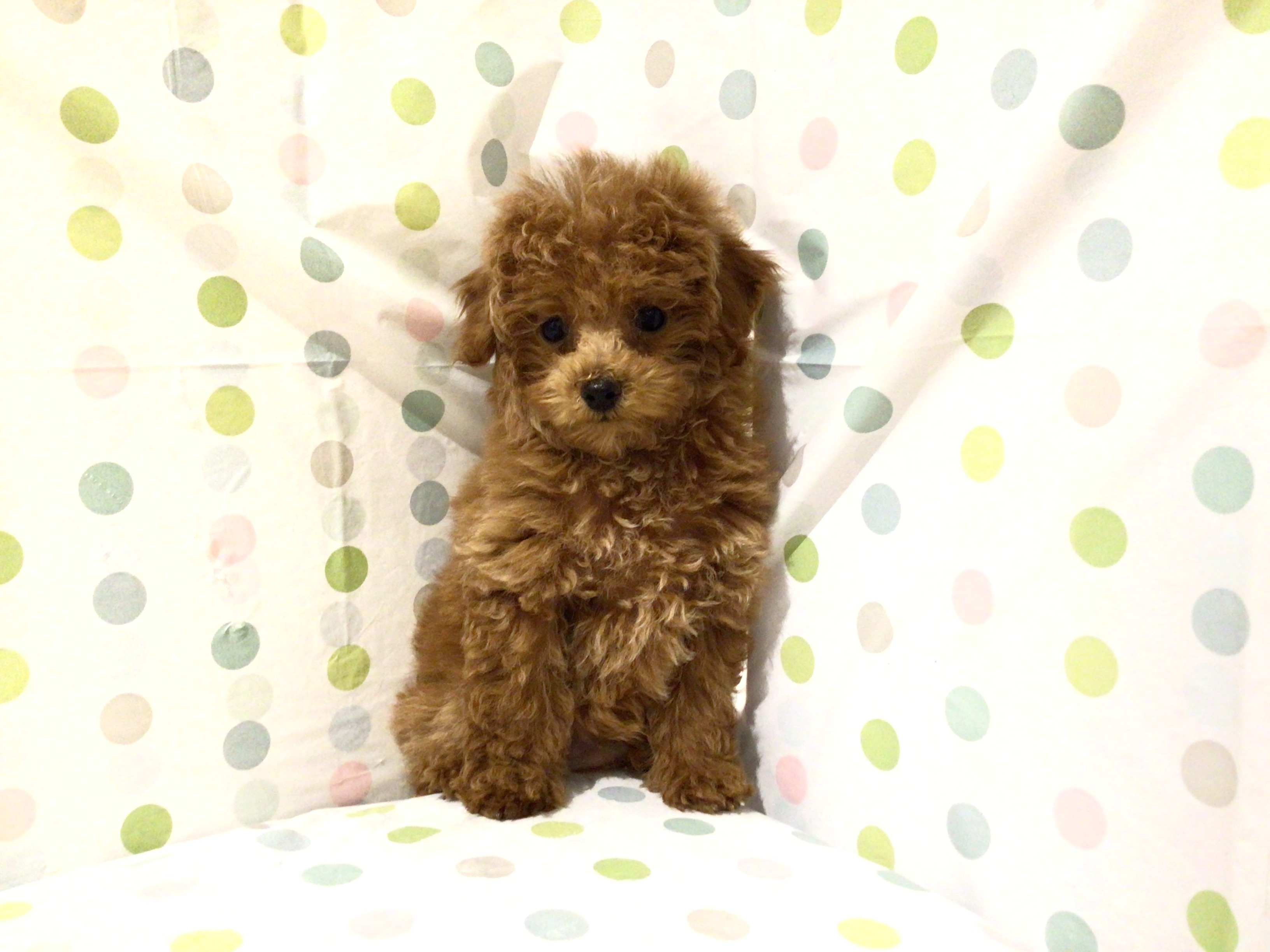 茨城県のトイプードル(トイ) (ペッツワン高萩店/2025年10月26日生まれ/男の子/レッド)の子犬の2枚目の画像