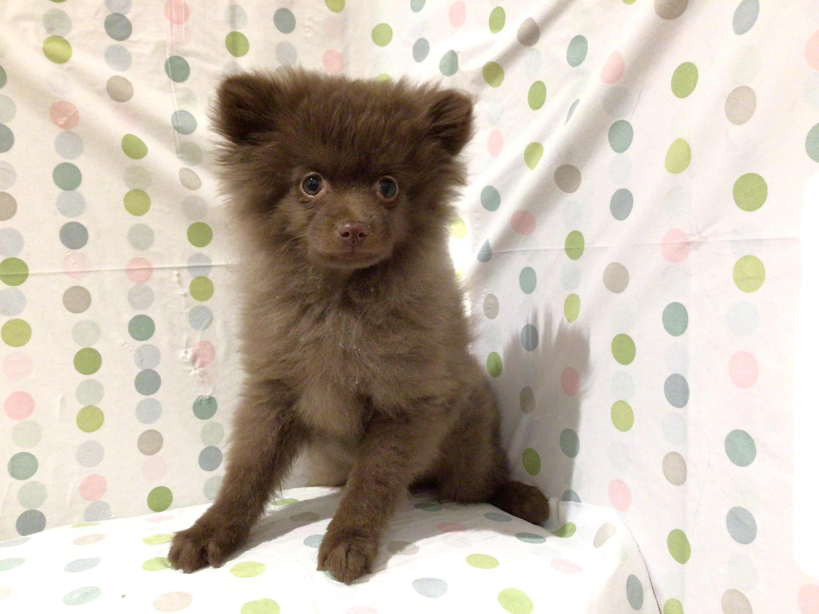 茨城県のポメラニアン (ペッツワン高萩店/2025年9月25日生まれ/男の子/チョコレート)の子犬の3枚目の画像