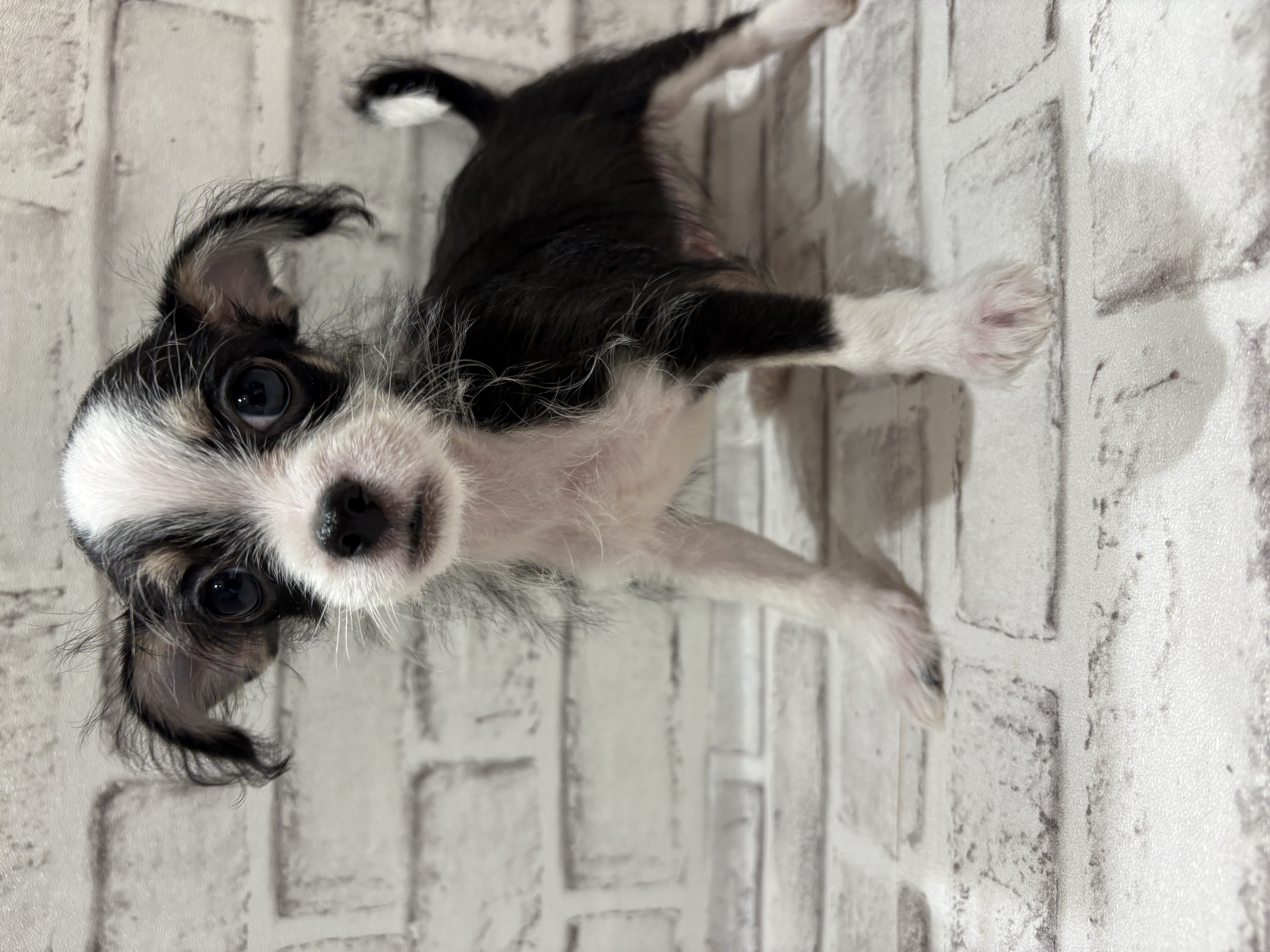 宮城県のハーフ犬・ミックス犬 (ペッツワン古川店/2025年11月3日生まれ/男の子/ブラックタンホワイト)の子犬