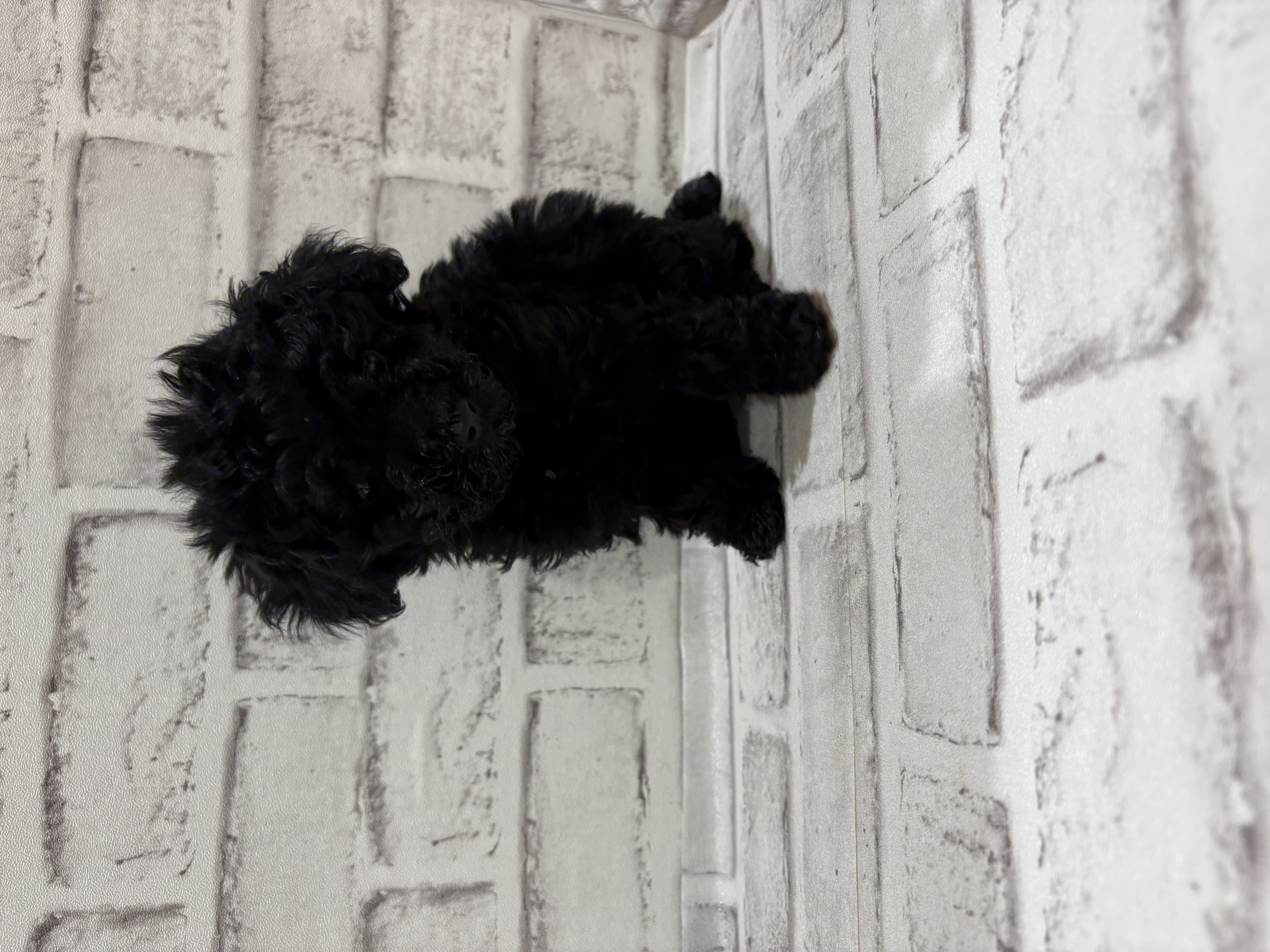 宮城県のトイプードル(トイ) (ペッツワン古川店/2025年11月30日生まれ/女の子/ブラック)の子犬