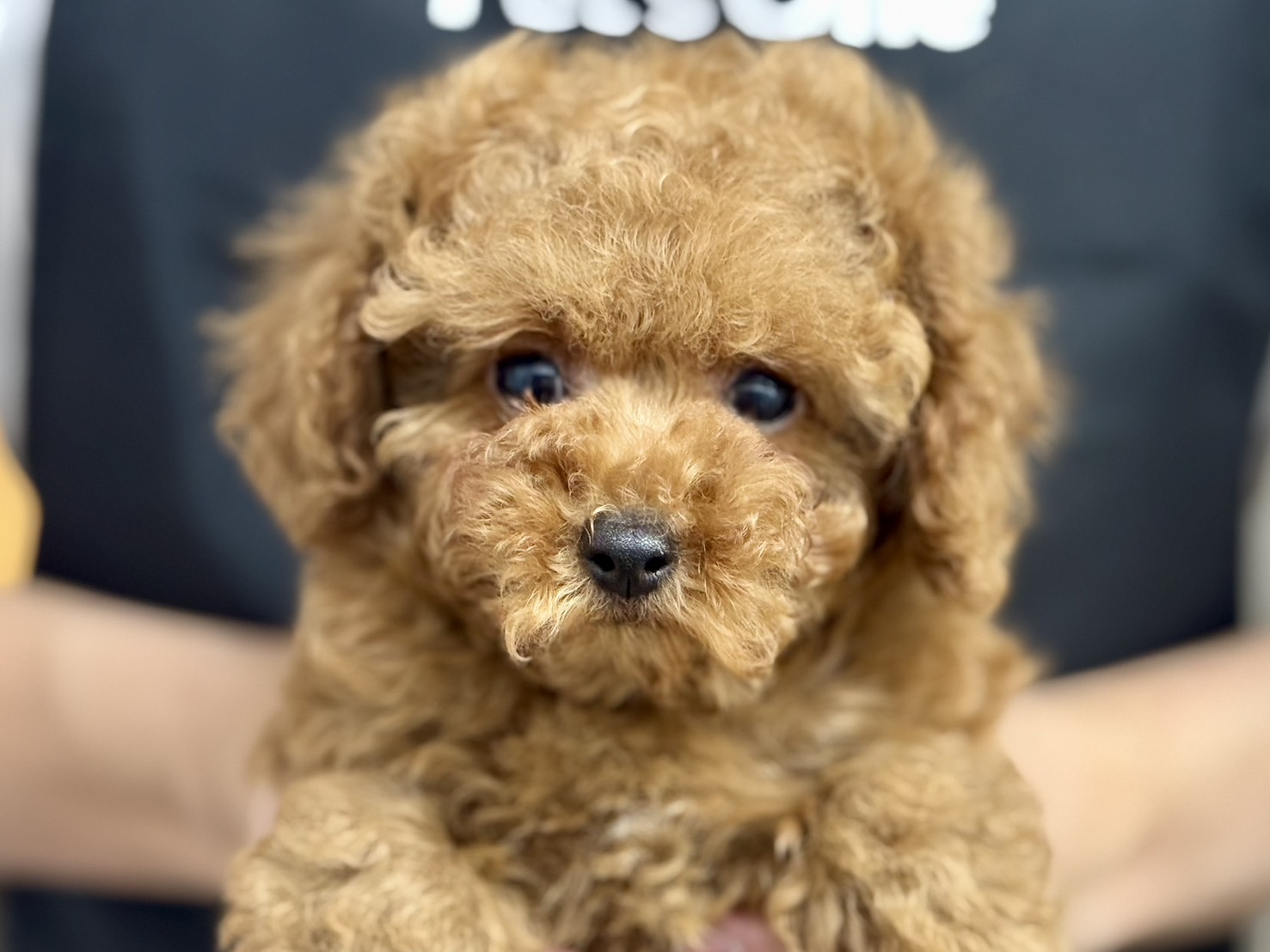 2025年12月3日生まれのトイプードル(トイ)