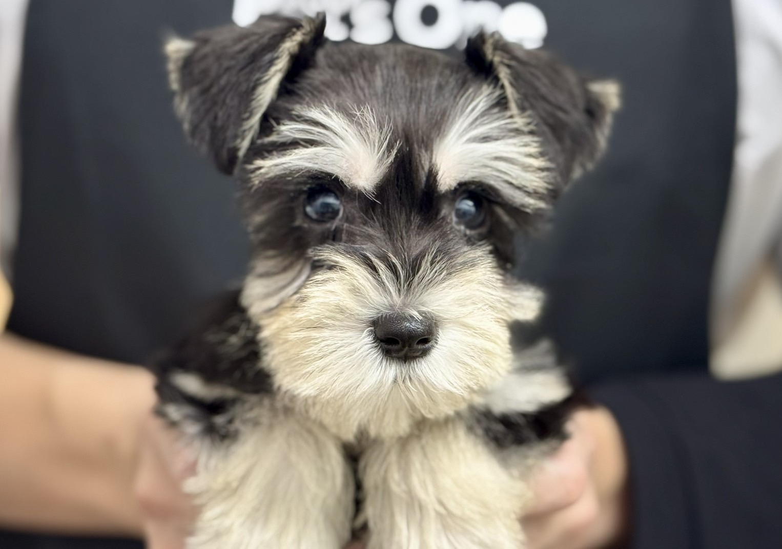 愛知県のミニチュアシュナウザー (ペッツワン名古屋堀田店/2025年12月5日生まれ/男の子/ブラックシルバー)の子犬