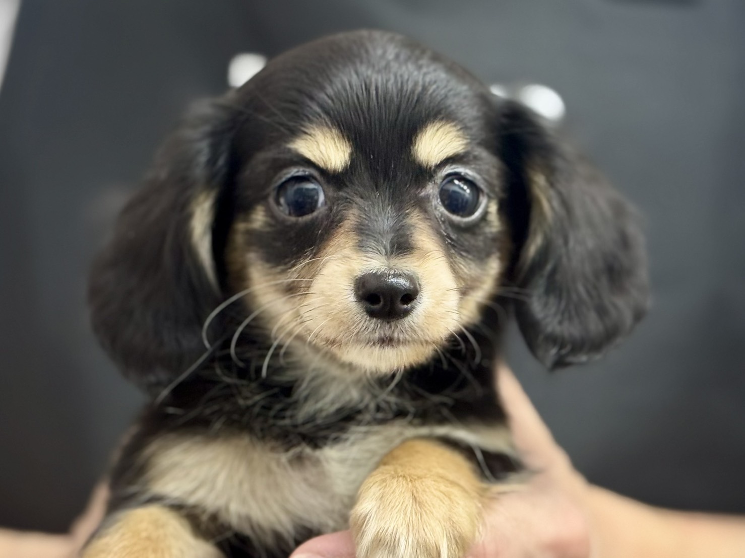 愛知県のハーフ犬・ミックス犬 (ペッツワン名古屋堀田店/2025年12月6日生まれ/女の子/ブラックタン)の子犬