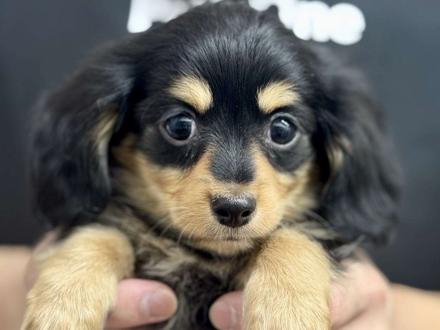 愛知県のハーフ犬・ミックス犬 (ペッツワン名古屋堀田店/2025年12月6日生まれ/男の子/ブラックタン)の子犬