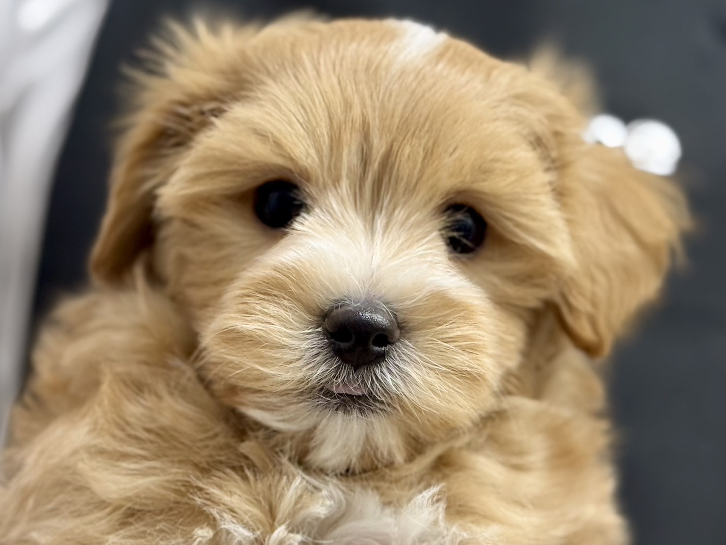 2025年12月7日生まれのハーフ犬・ミックス犬