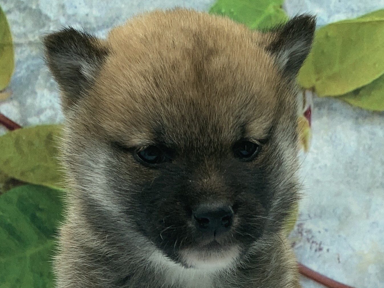 埼玉県の柴犬(標準サイズ) (ペッツワン北本店/2025年10月16日生まれ/女の子/赤)の子犬の1枚目の画像