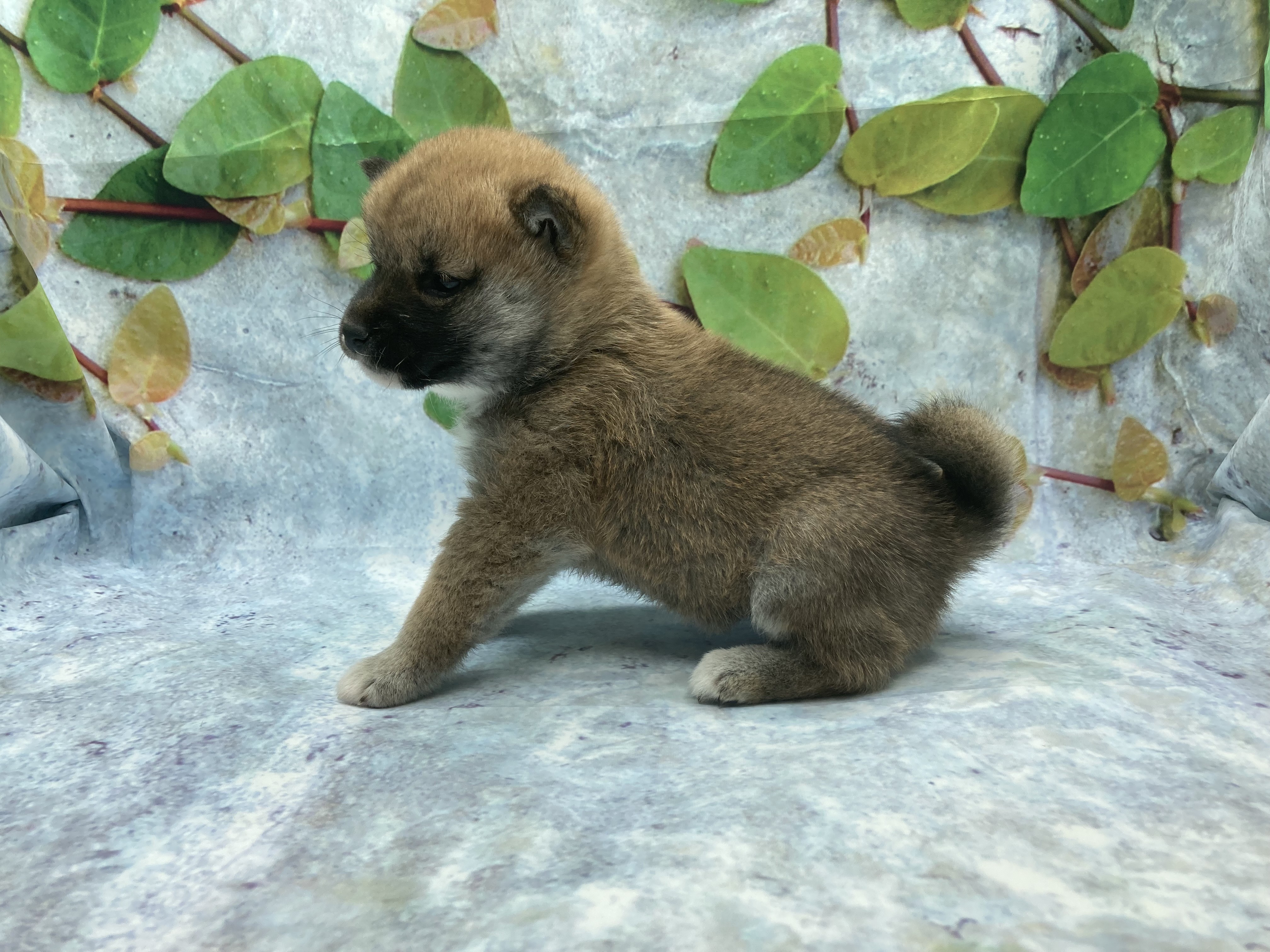 埼玉県の柴犬(標準サイズ) (ペッツワン北本店/2025年10月16日生まれ/女の子/赤)の子犬の3枚目の画像