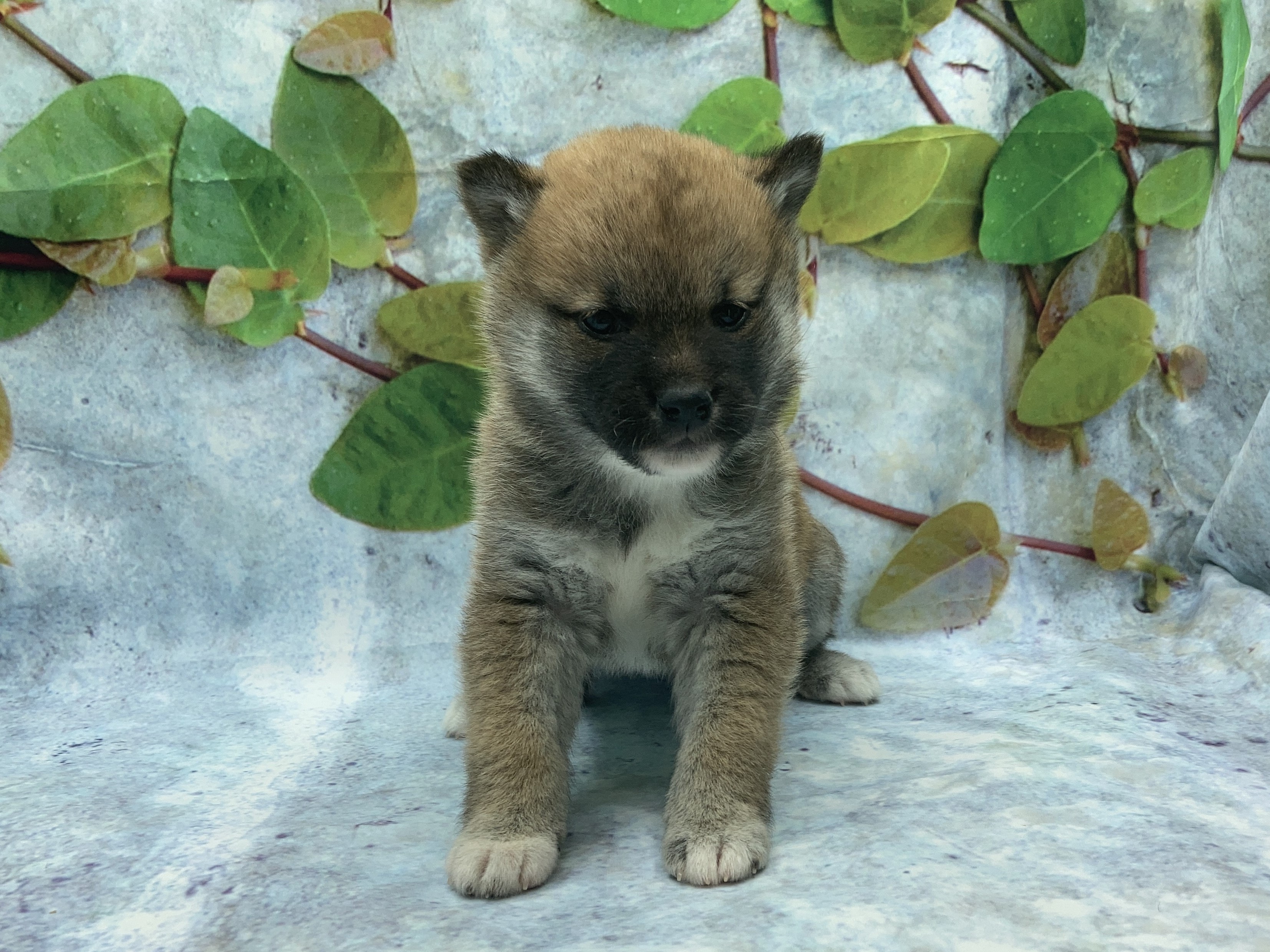 埼玉県の柴犬(標準サイズ) (ペッツワン北本店/2025年10月16日生まれ/女の子/赤)の子犬の2枚目の画像