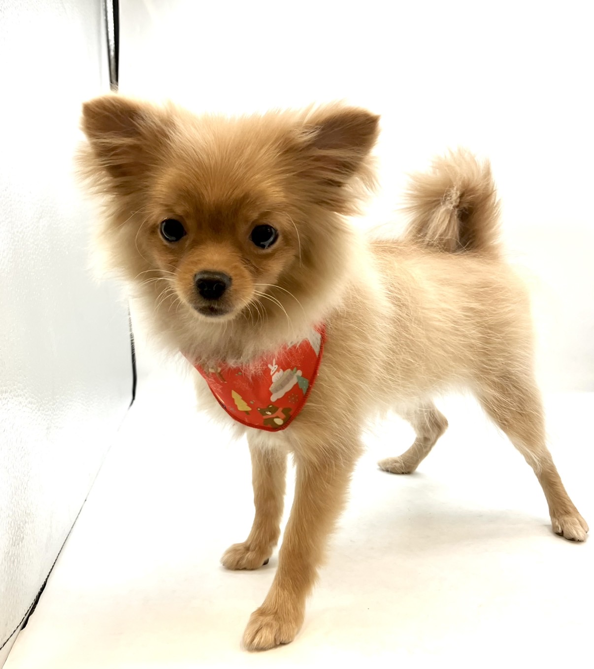 埼玉県のハーフ犬・ミックス犬 (ペッツワン行田店/2025年8月12日生まれ/女の子/オレンジ)の子犬の3枚目の画像