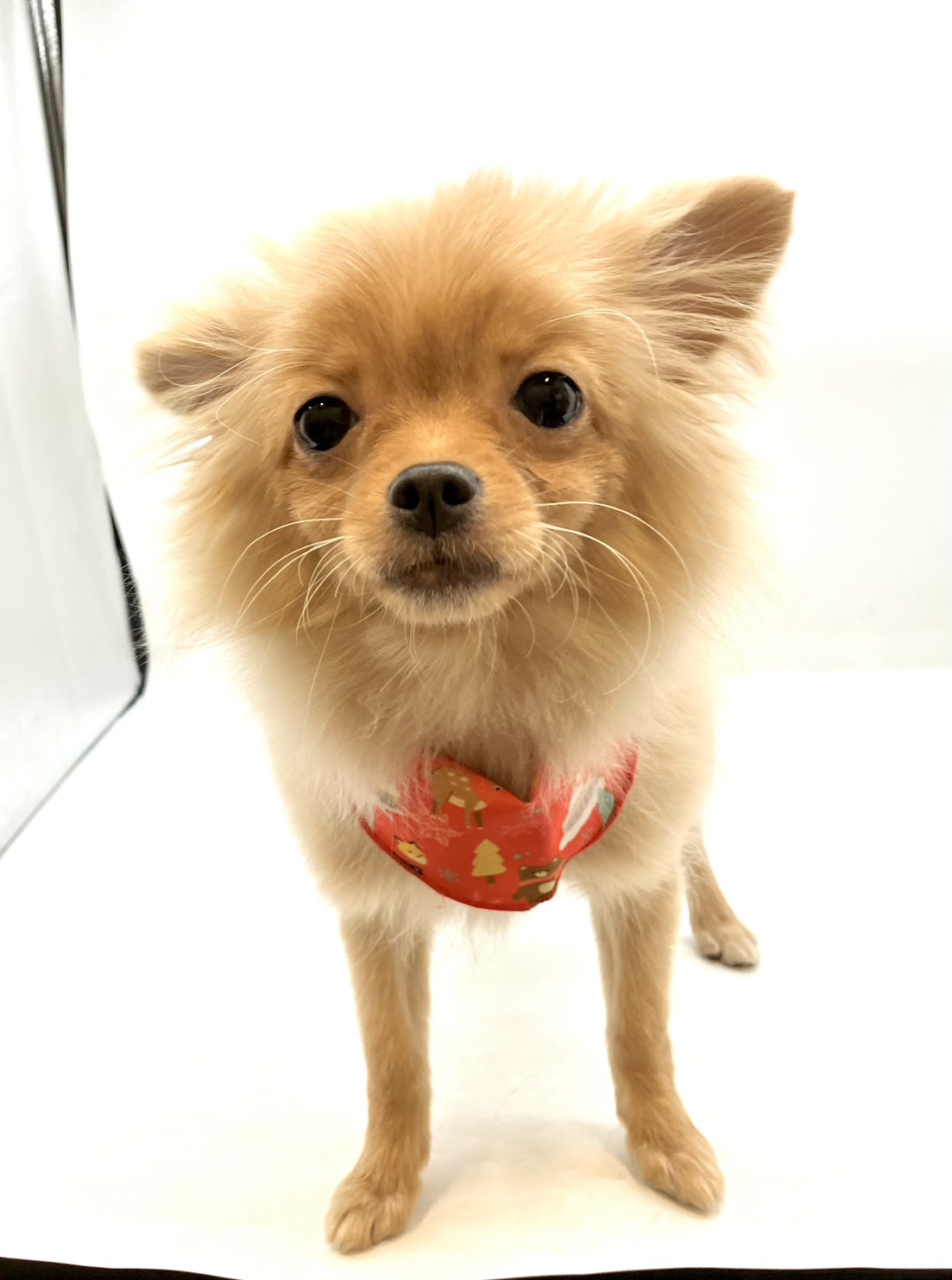 埼玉県のハーフ犬・ミックス犬 (ペッツワン行田店/2025年8月12日生まれ/女の子/オレンジ)の子犬の1枚目の画像