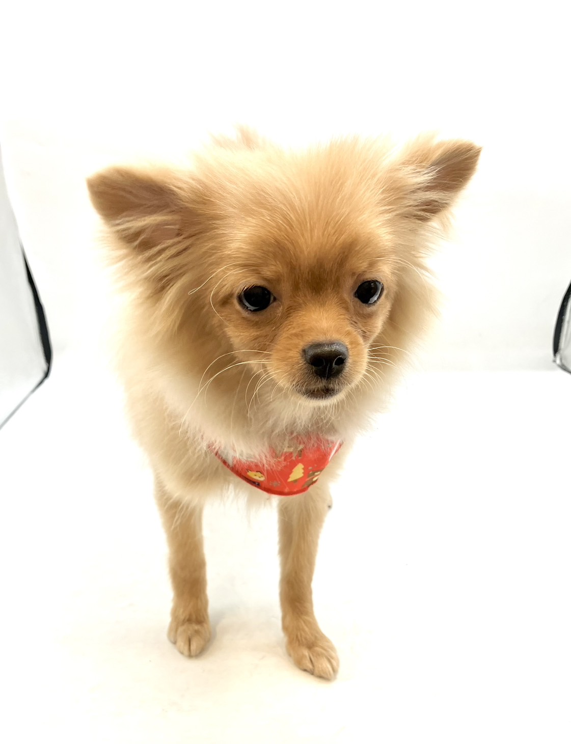 埼玉県のハーフ犬・ミックス犬 (ペッツワン行田店/2025年8月12日生まれ/女の子/オレンジ)の子犬の2枚目の画像