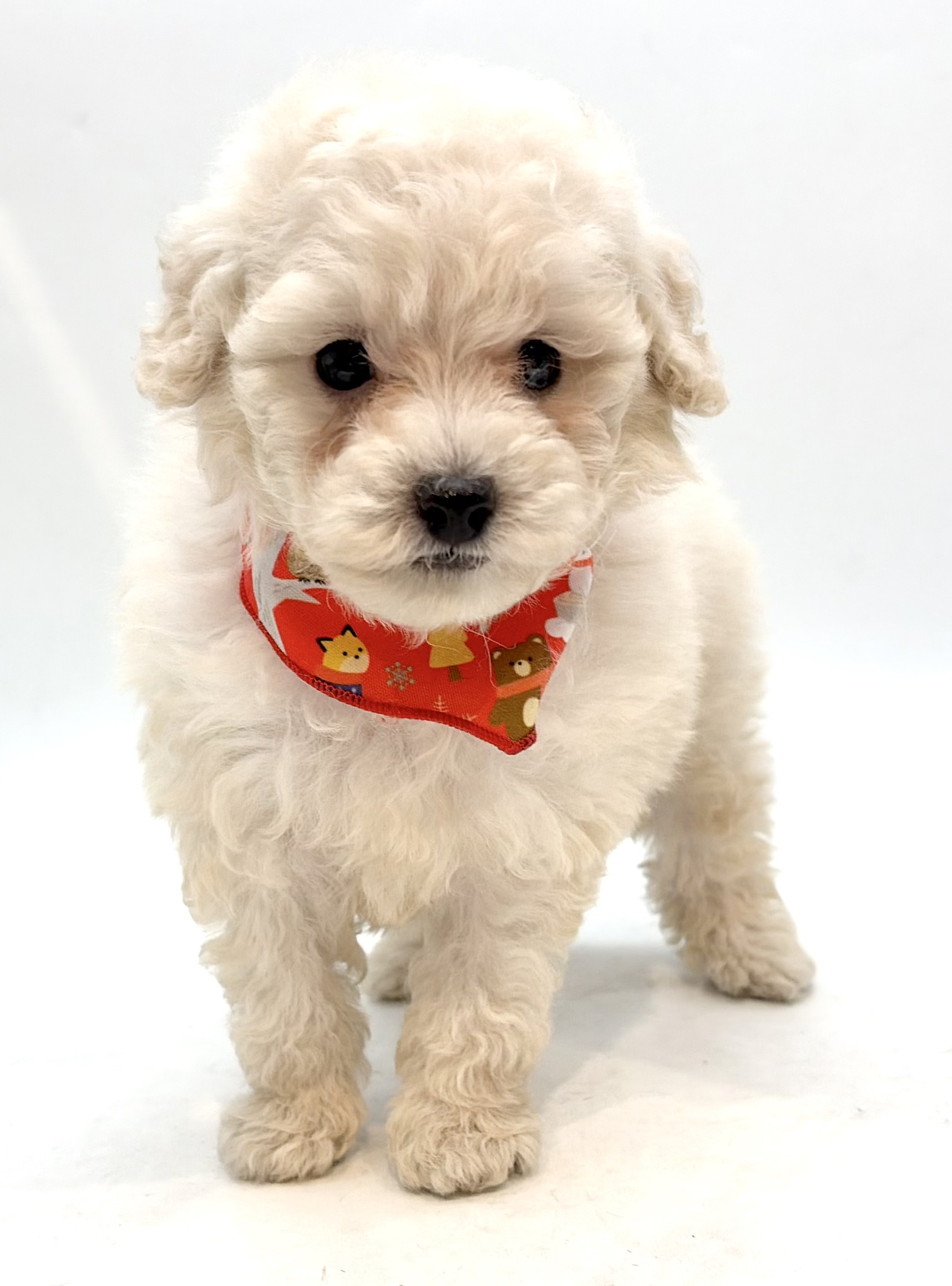 2025年12月7日生まれのトイプードル(トイ)