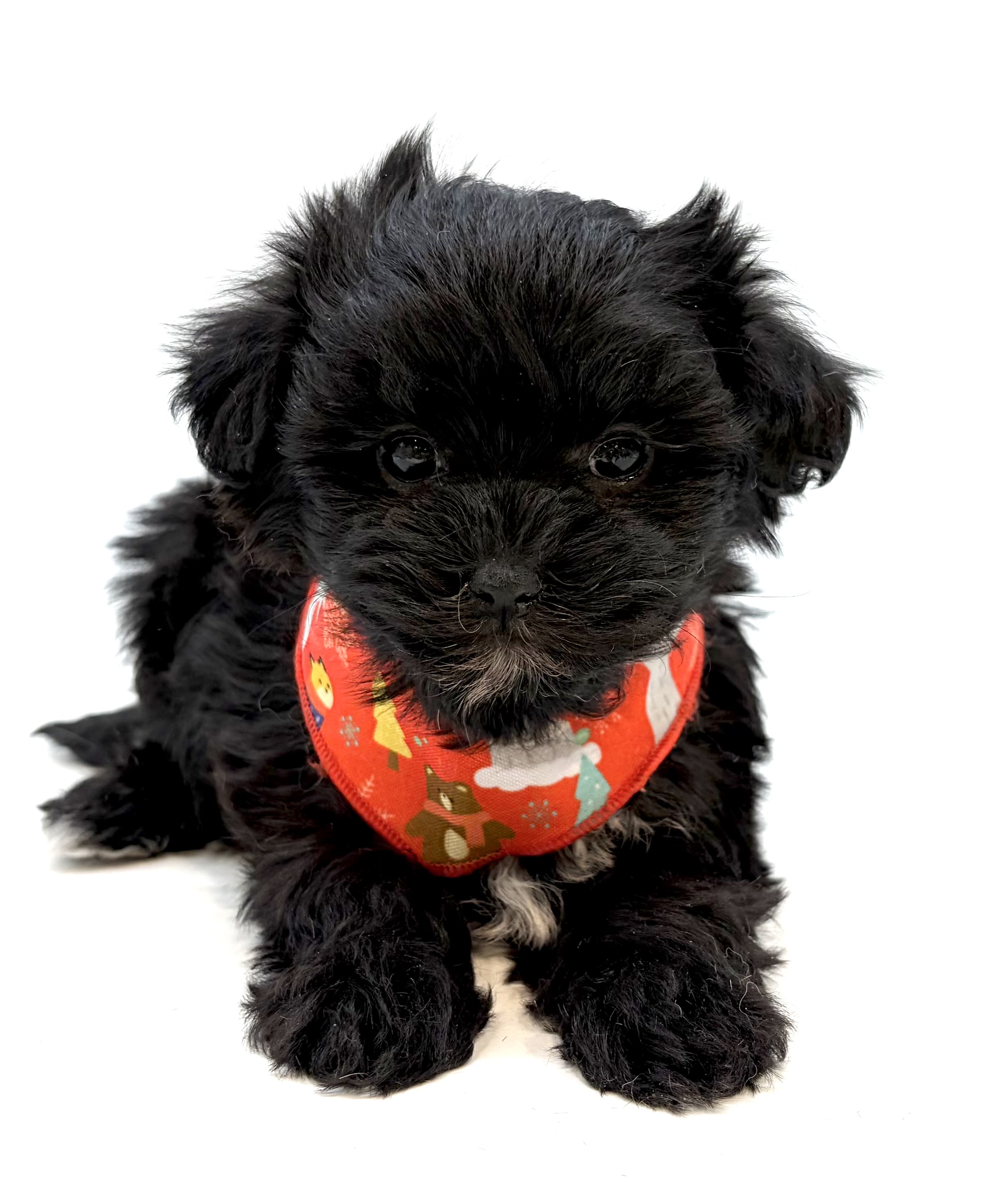 埼玉県のハーフ犬・ミックス犬 (ペッツワン行田店/2025年12月6日生まれ/女の子/ブラック)の子犬の1枚目の画像