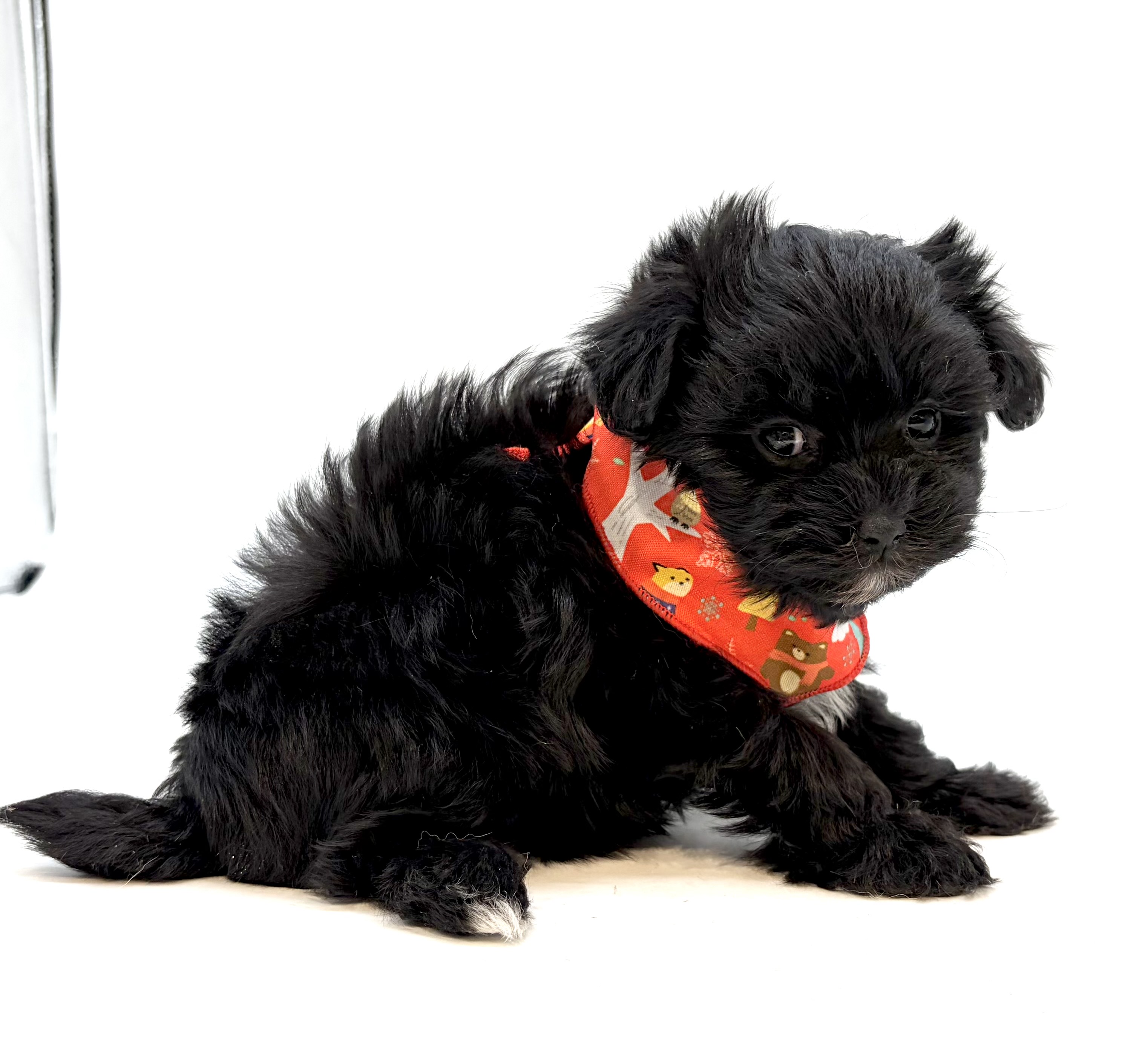 埼玉県のハーフ犬・ミックス犬 (ペッツワン行田店/2025年12月6日生まれ/女の子/ブラック)の子犬の2枚目の画像