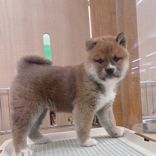 イヌ - 富津店 | ペッツワン