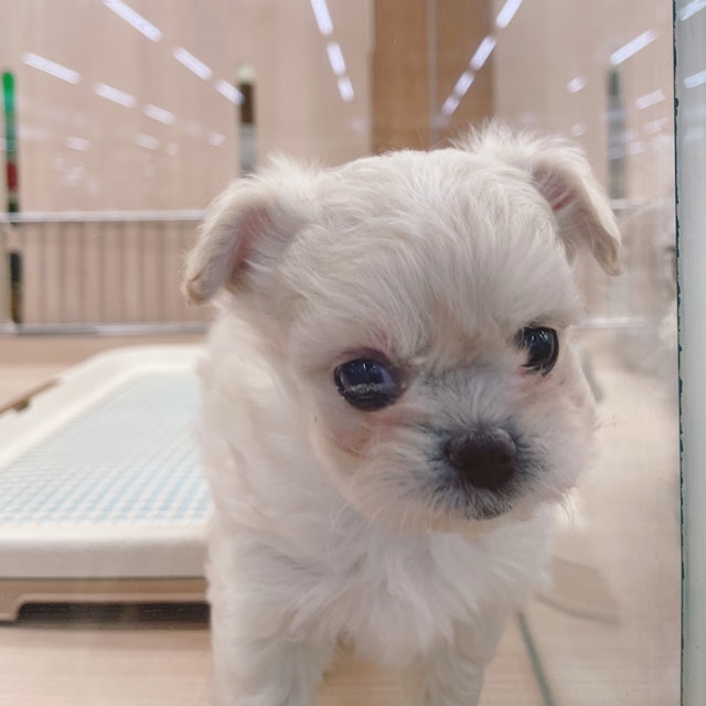 イヌ - 富津店 | ペッツワン