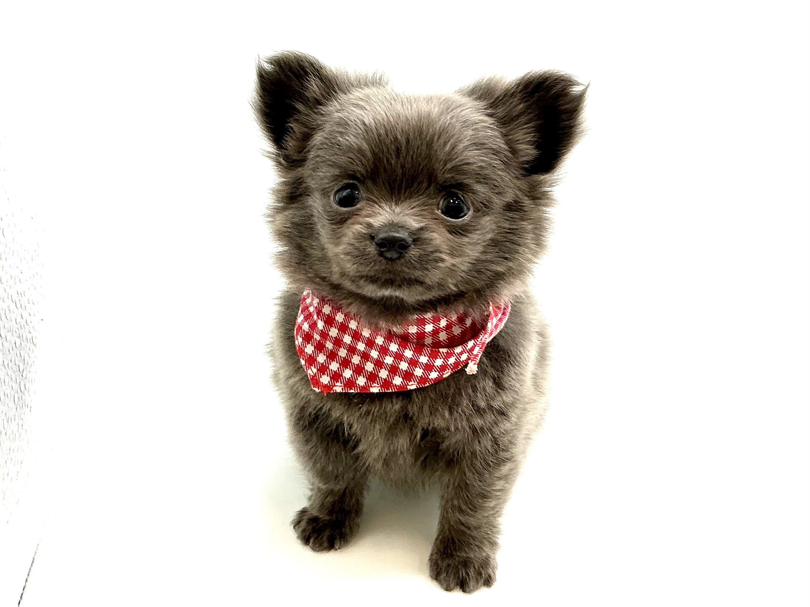 埼玉県のハーフ犬・ミックス犬 (ペッツワン鶴ヶ島店/2025年12月2日生まれ/男の子/ブルー)の子犬の1枚目の画像