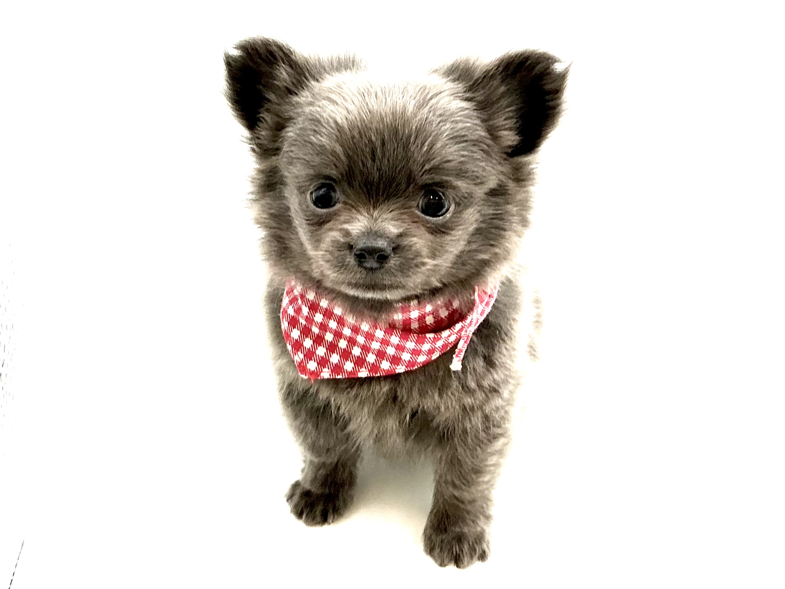 埼玉県のハーフ犬・ミックス犬 (ペッツワン鶴ヶ島店/2025年12月2日生まれ/男の子/ブルー)の子犬の2枚目の画像