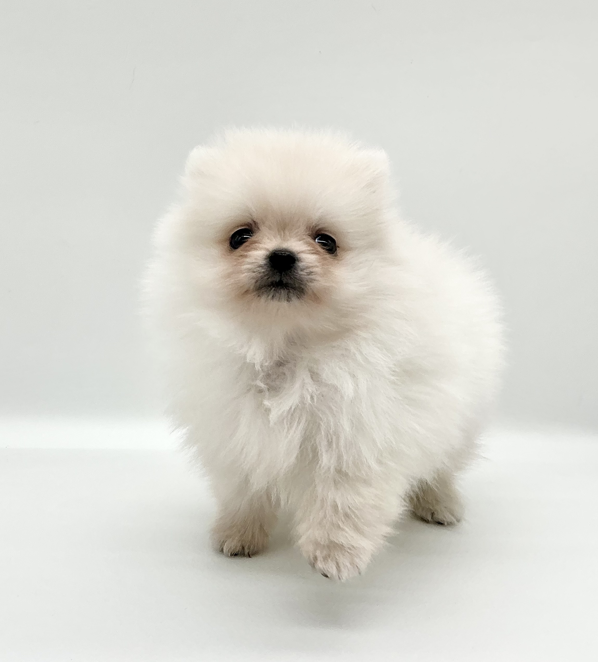埼玉県のポメラニアン (ペッツワン鶴ヶ島店/2025年12月9日生まれ/男の子/クリーム)の子犬