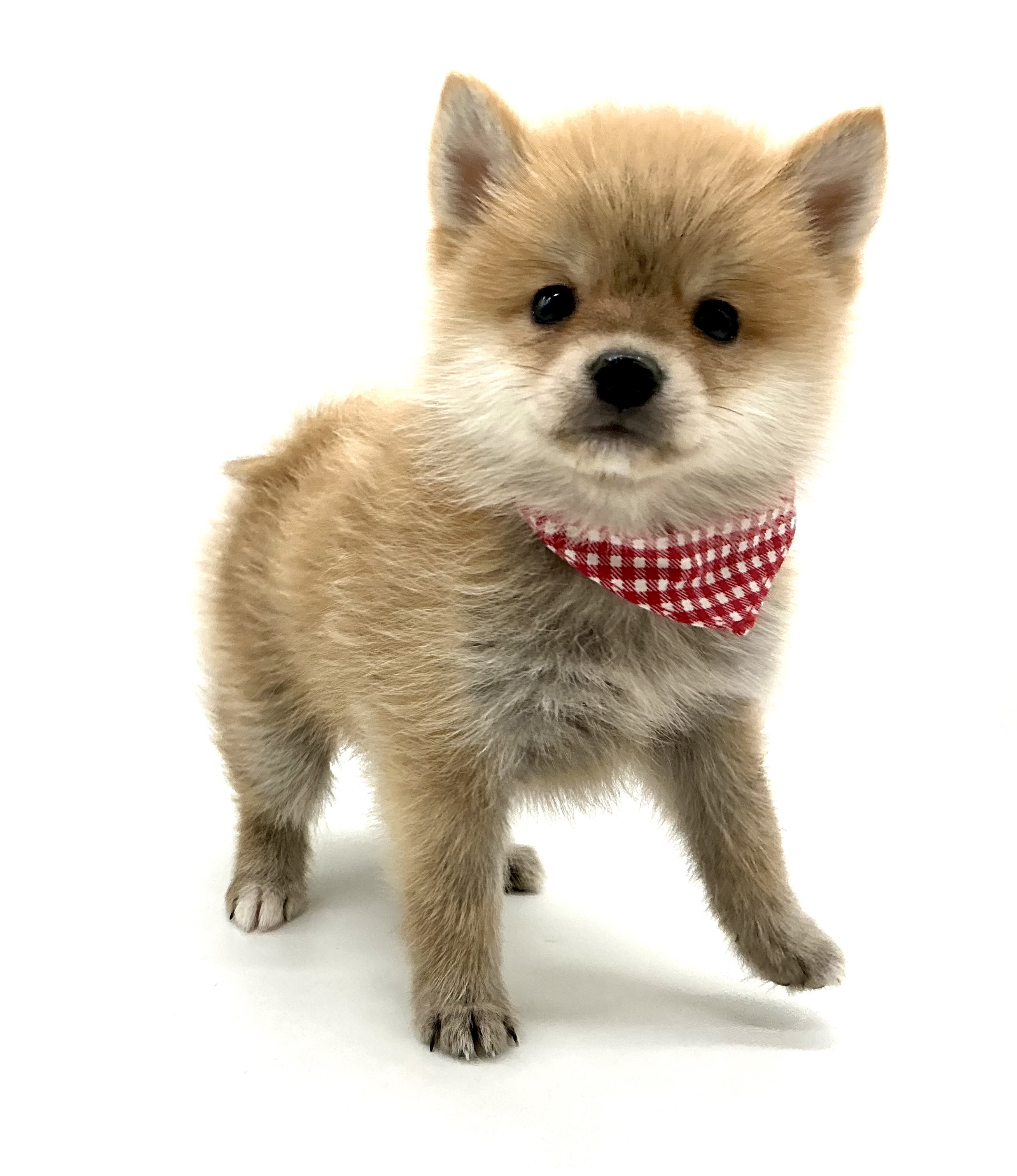 埼玉県の柴犬(標準サイズ) (ペッツワン鶴ヶ島店/2025年12月6日生まれ/女の子/赤)の子犬の2枚目の画像