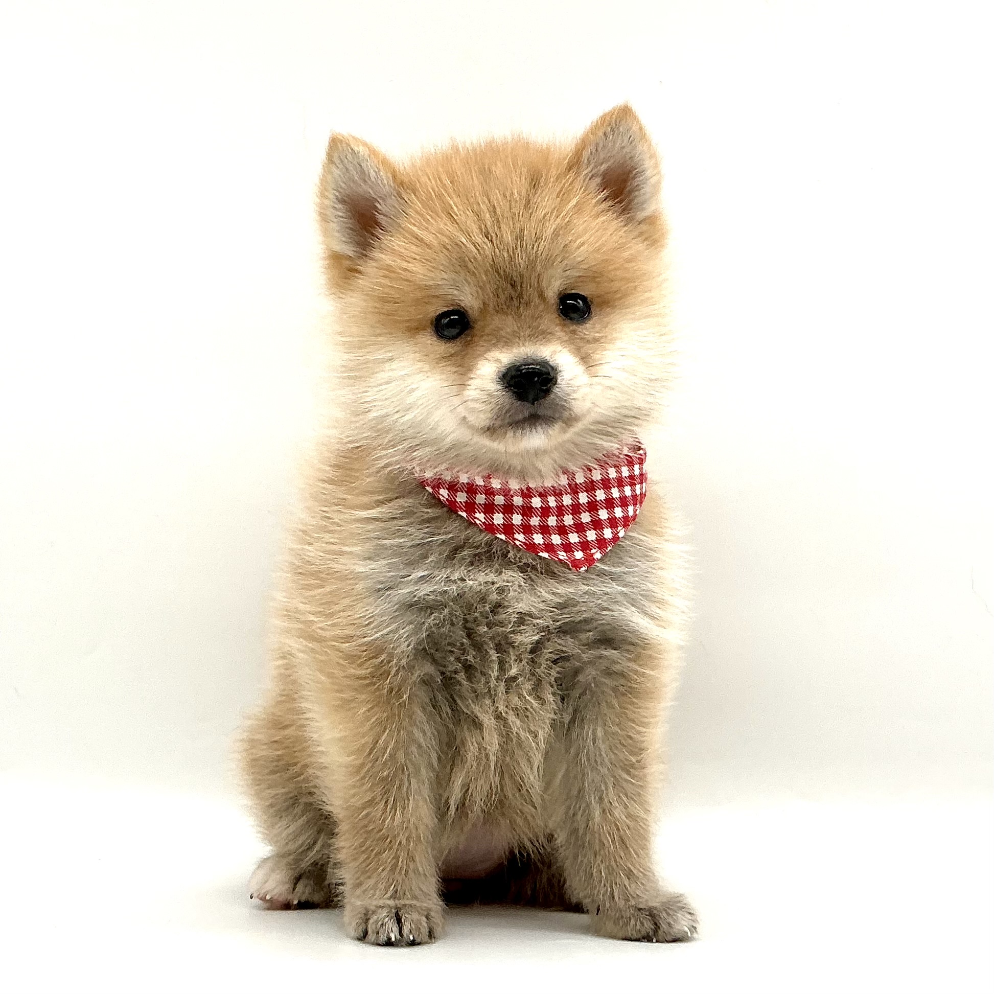 埼玉県の柴犬(標準サイズ) (ペッツワン鶴ヶ島店/2025年12月6日生まれ/女の子/赤)の子犬の1枚目の画像