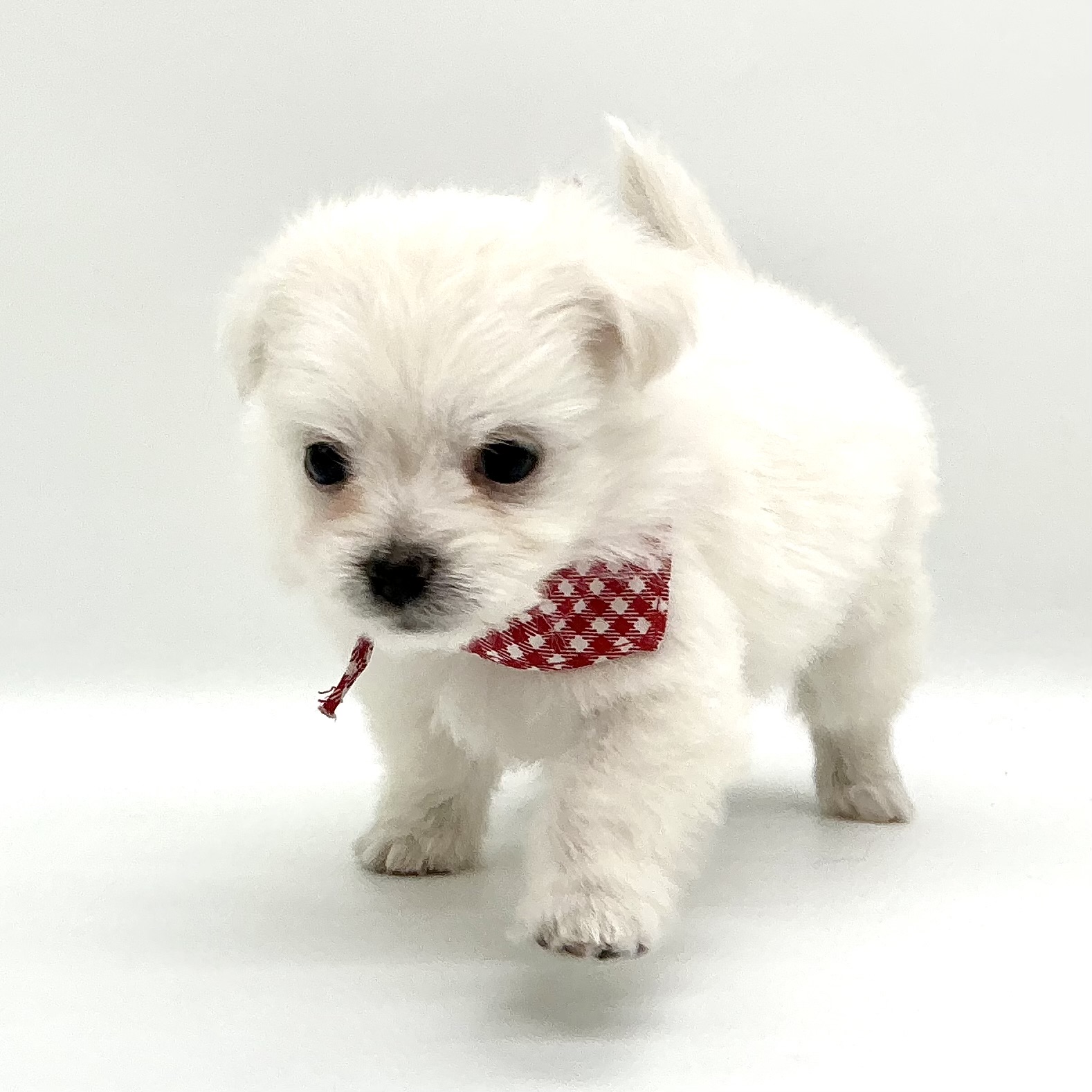 埼玉県のハーフ犬・ミックス犬 (ペッツワン鶴ヶ島店/2025年12月8日生まれ/女の子/ホワイト)の子犬の2枚目の画像