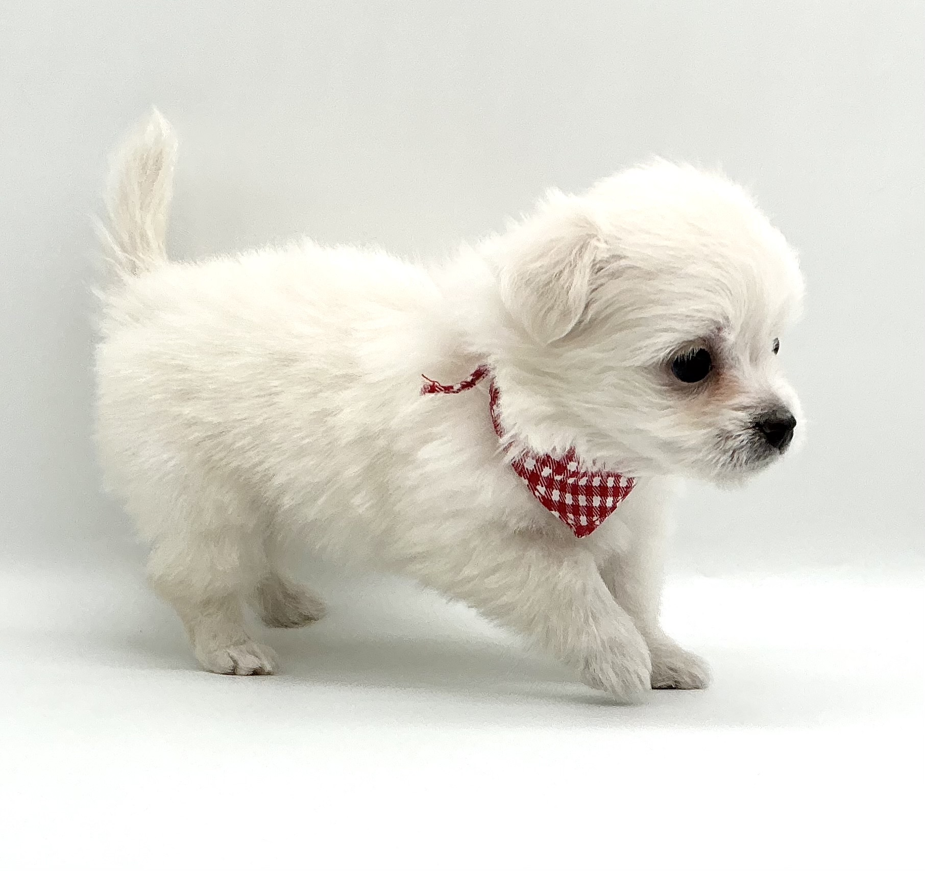 埼玉県のハーフ犬・ミックス犬 (ペッツワン鶴ヶ島店/2025年12月8日生まれ/女の子/ホワイト)の子犬の3枚目の画像