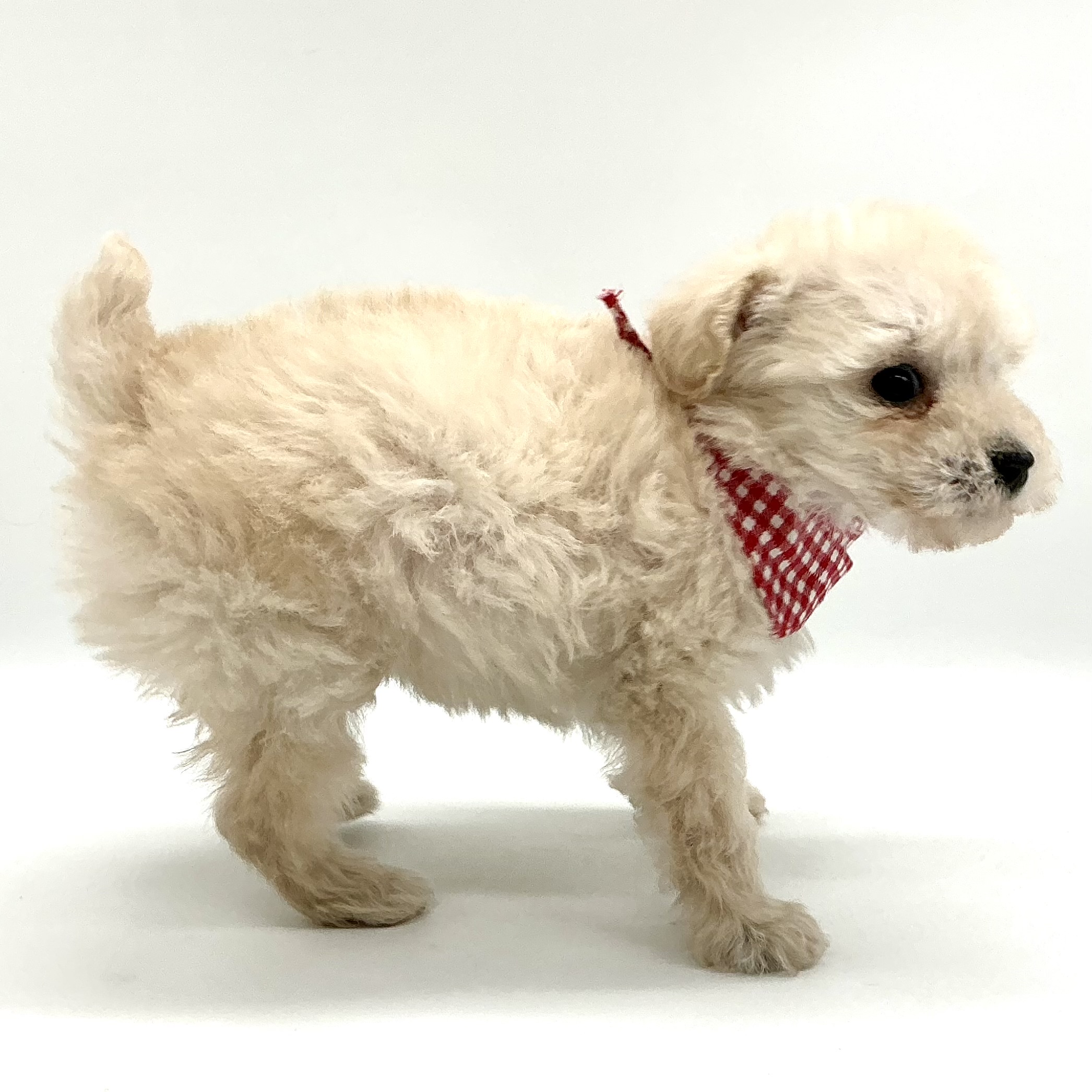 埼玉県のトイプードル(トイ) (ペッツワン鶴ヶ島店/2025年12月9日生まれ/女の子/ホワイト)の子犬の3枚目の画像