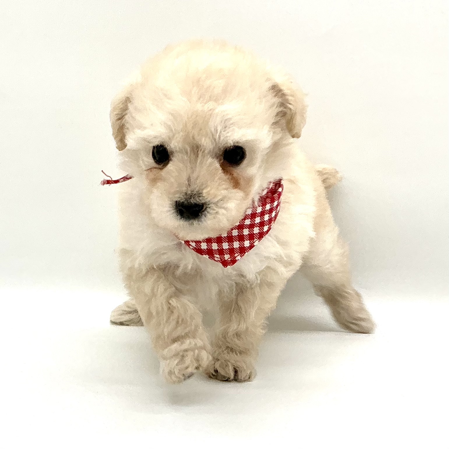 埼玉県のトイプードル(トイ) (ペッツワン鶴ヶ島店/2025年12月9日生まれ/女の子/ホワイト)の子犬の2枚目の画像