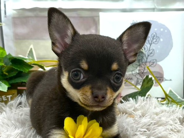 静岡県のチワワ(ロング) (ペッツワン掛川店/2025年12月6日生まれ/女の子/チョコレートタンホワイト)の子犬