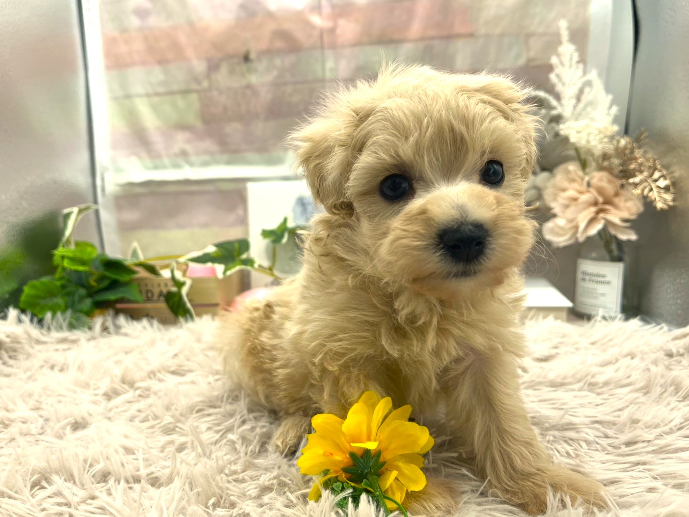 静岡県のハーフ犬・ミックス犬 (ペッツワン掛川店/2025年12月6日生まれ/女の子/アプリコット)の子犬の2枚目の画像