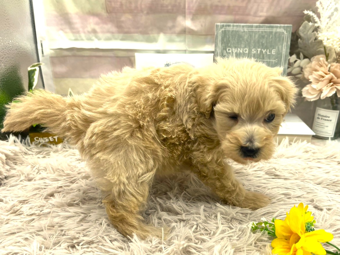 静岡県のハーフ犬・ミックス犬 (ペッツワン掛川店/2025年12月6日生まれ/女の子/アプリコット)の子犬の3枚目の画像