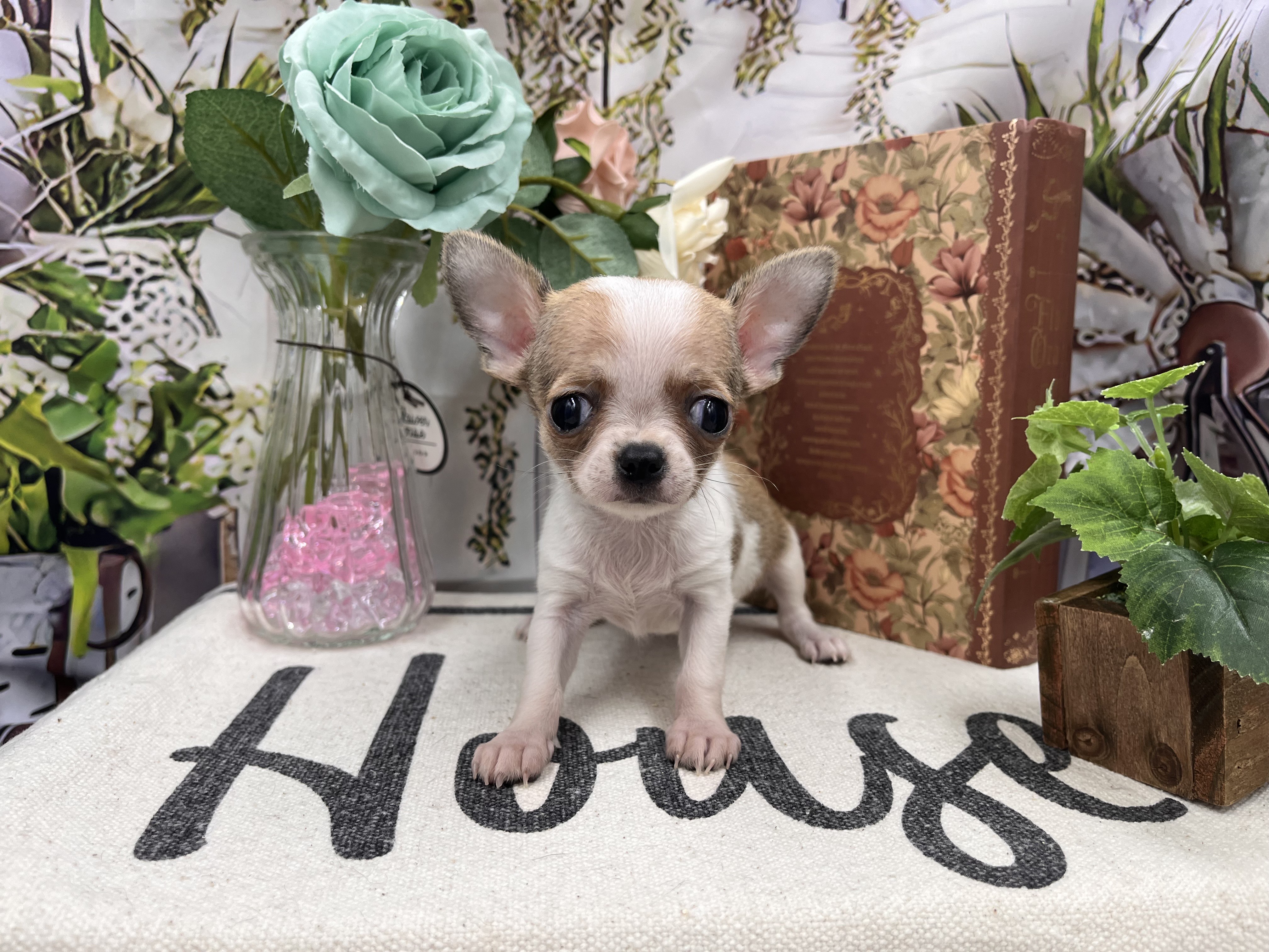 群馬県のチワワ(ロング) (ペッツワン前橋小島田店/2025年12月6日生まれ/女の子/レッド)の子犬