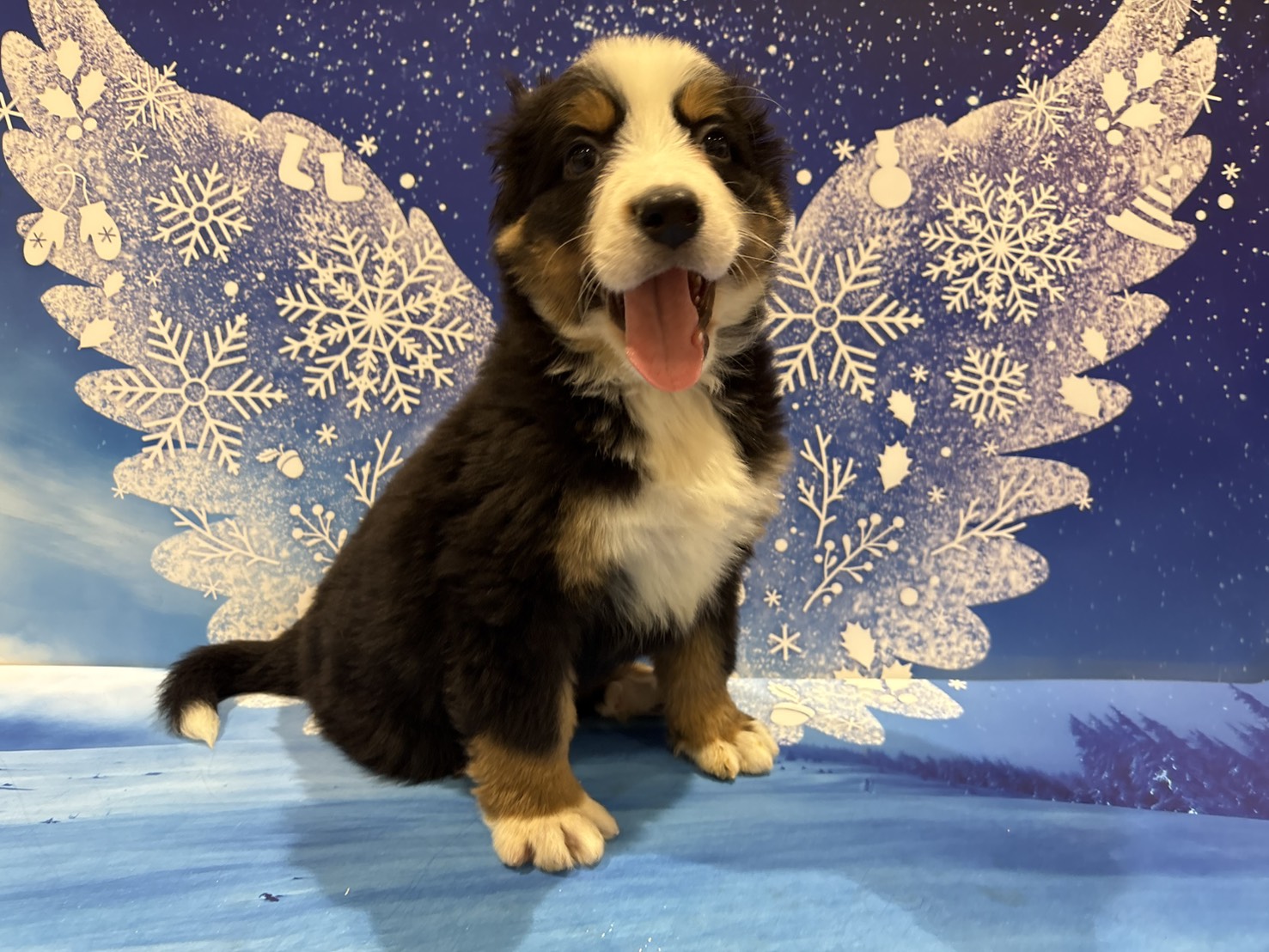 群馬県のバーニーズマウンテンドッグ (ペッツワン前橋小島田店/2025年11月11日生まれ/男の子/ブラック)の子犬