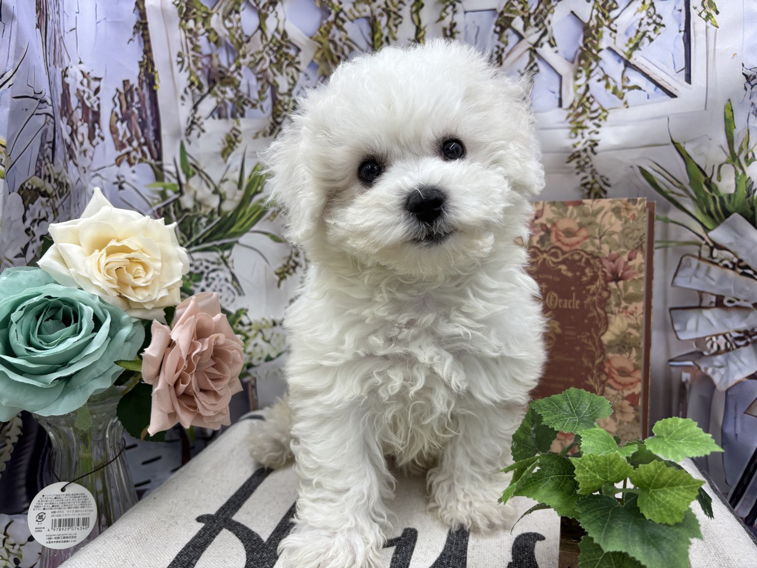 群馬県のビションフリーゼ (ペッツワン前橋小島田店/2025年11月15日生まれ/女の子/ホワイト)の子犬
