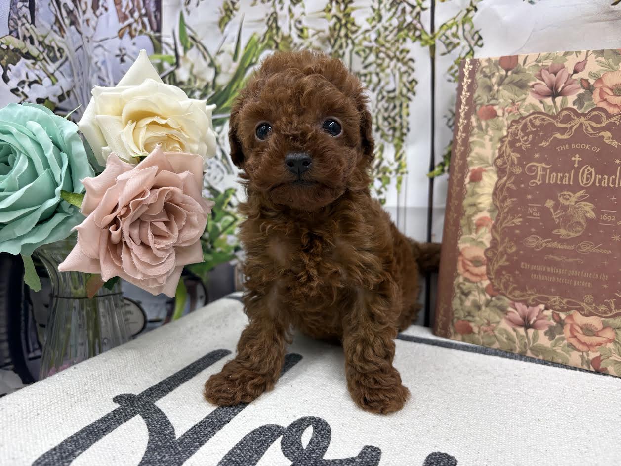 群馬県のトイプードル(トイ) (ペッツワン前橋小島田店/2025年11月29日生まれ/女の子/レッド)の子犬