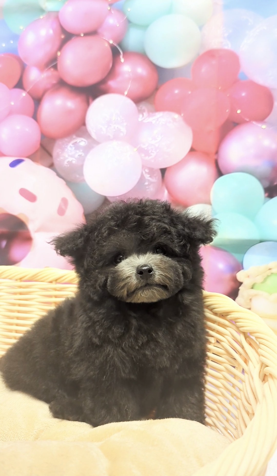 岡山県のトイプードル(トイ) (ペッツワンFC津山店/2025年11月25日生まれ/男の子/グレー)の子犬