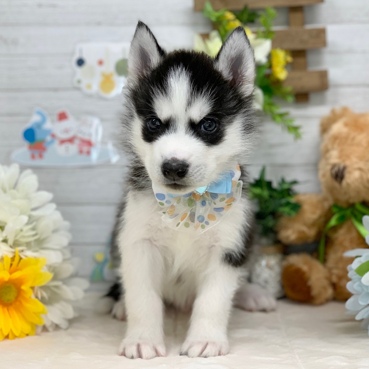 兵庫県のシベリアンハスキー (ペッツワン神戸ひよどり台店/2025年11月15日生まれ/男の子/ブラックホワイト)の子犬の1枚目の画像
