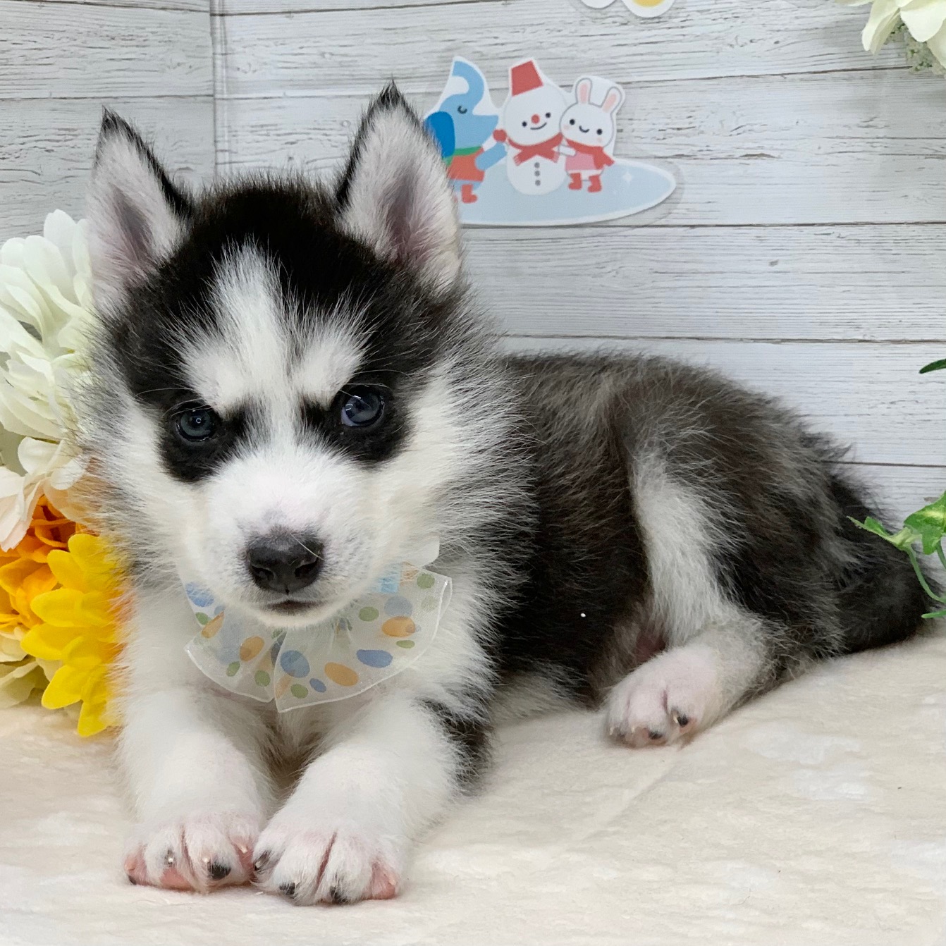 兵庫県のシベリアンハスキー (ペッツワン神戸ひよどり台店/2025年11月15日生まれ/男の子/ブラックホワイト)の子犬の3枚目の画像