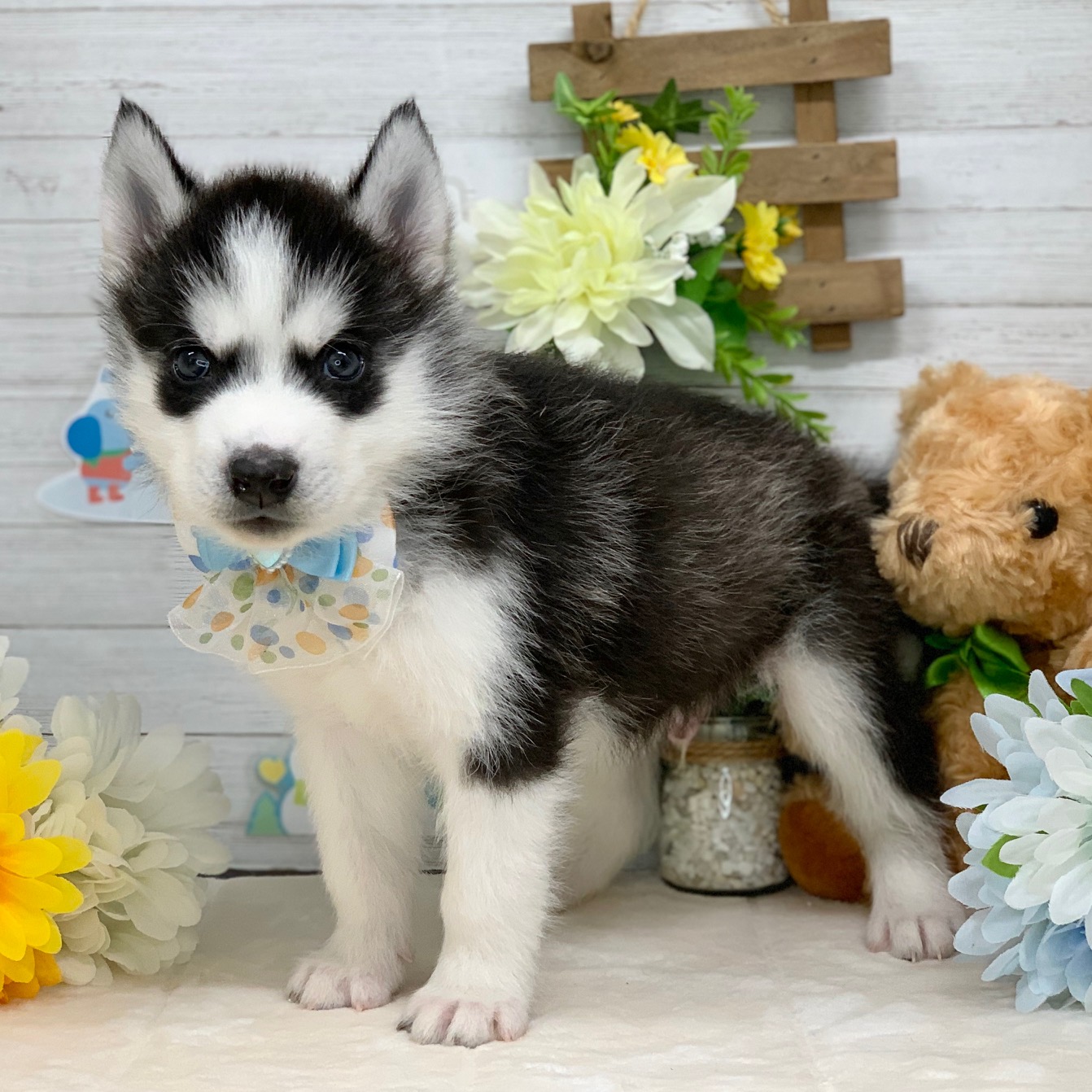 兵庫県のシベリアンハスキー (ペッツワン神戸ひよどり台店/2025年11月15日生まれ/男の子/ブラックホワイト)の子犬の2枚目の画像