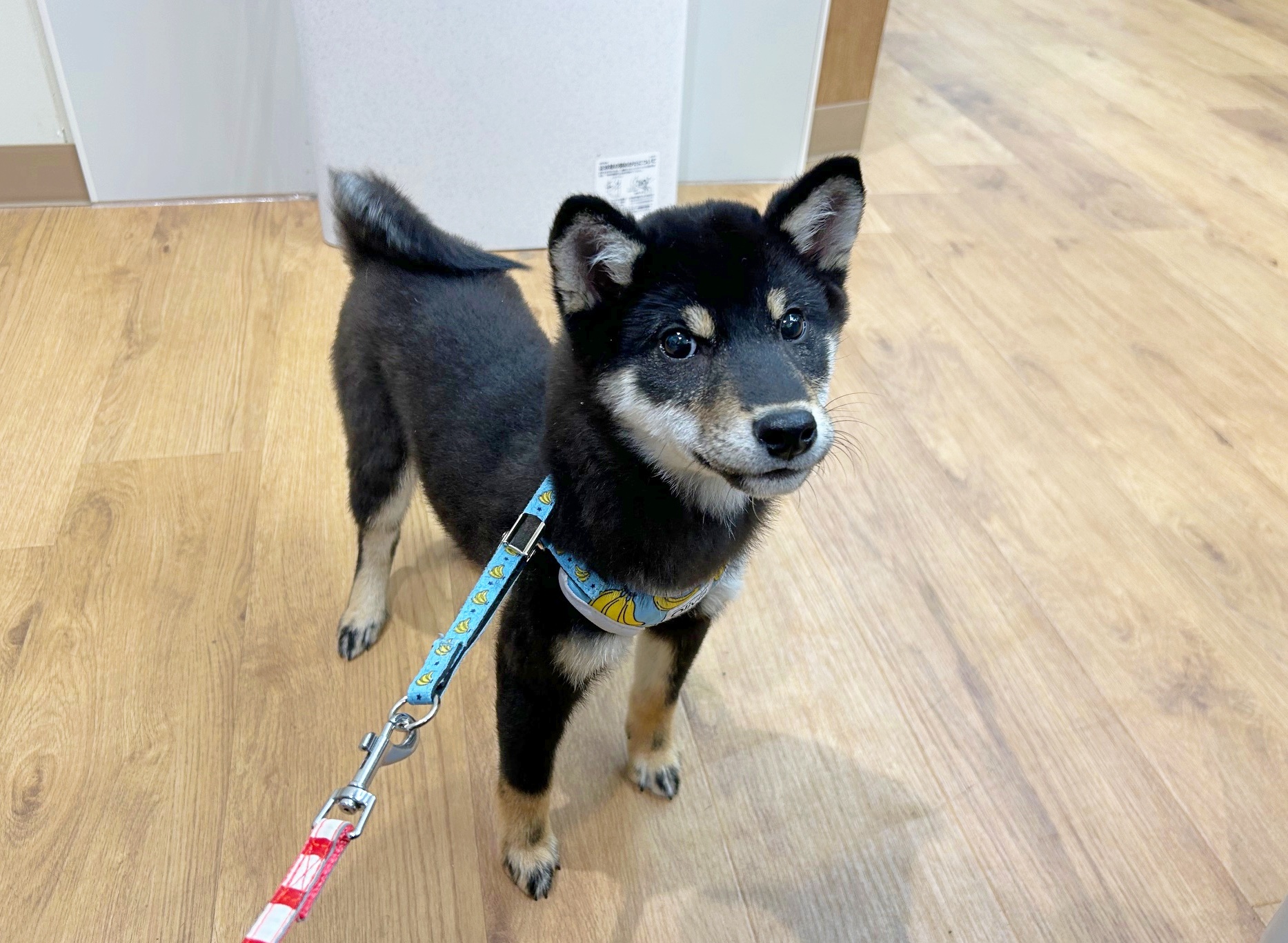 滋賀県の柴犬(標準サイズ) (ペッツワン堅田店/2025年9月18日生まれ/女の子/ブラック)の子犬の2枚目の画像